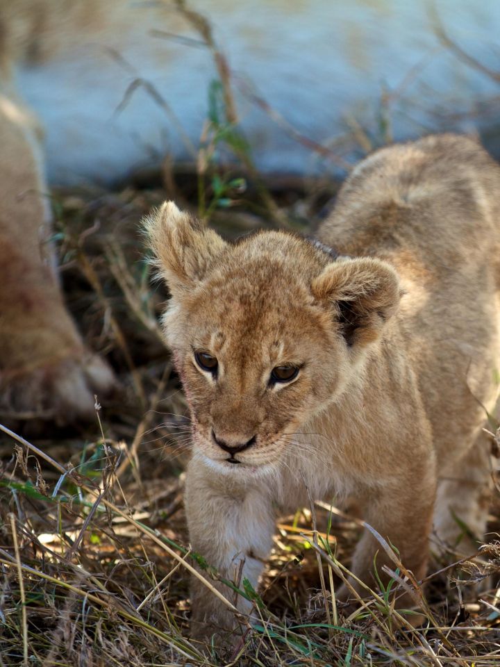 Niarra Travel Lemala Mara Ndutu Tented Camp