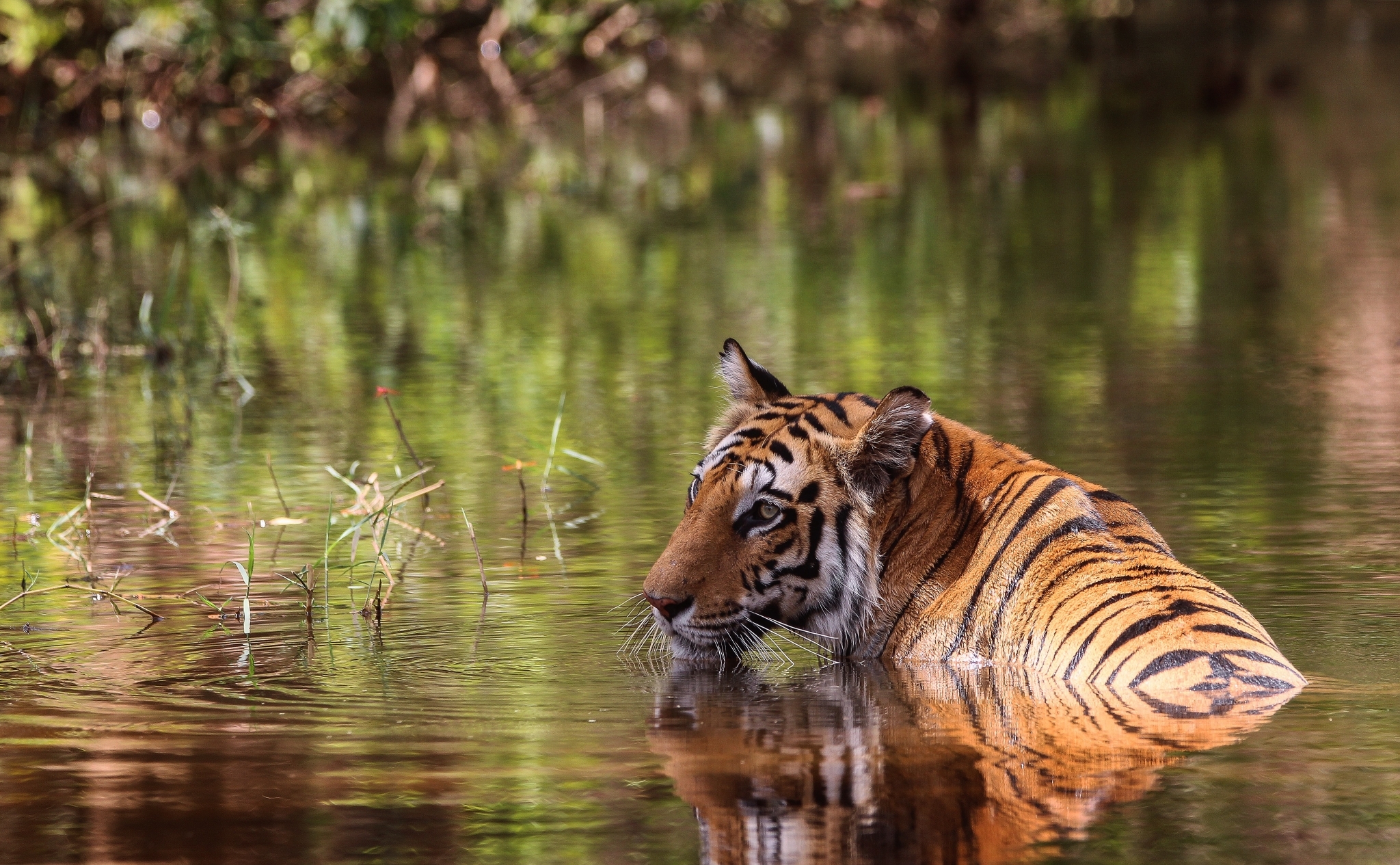 AS India Bandhavgarh Tiger