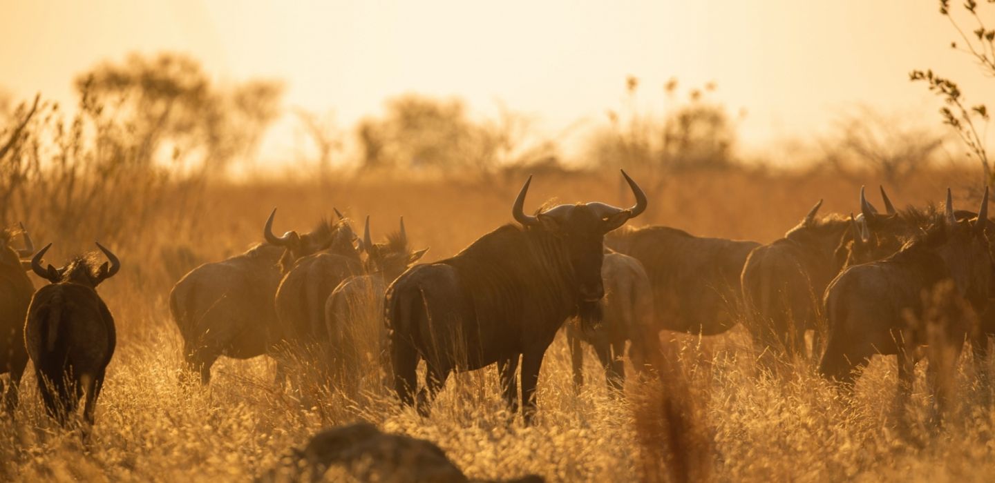 Niarra Travel  The Great Wildebeest Migration FAQ