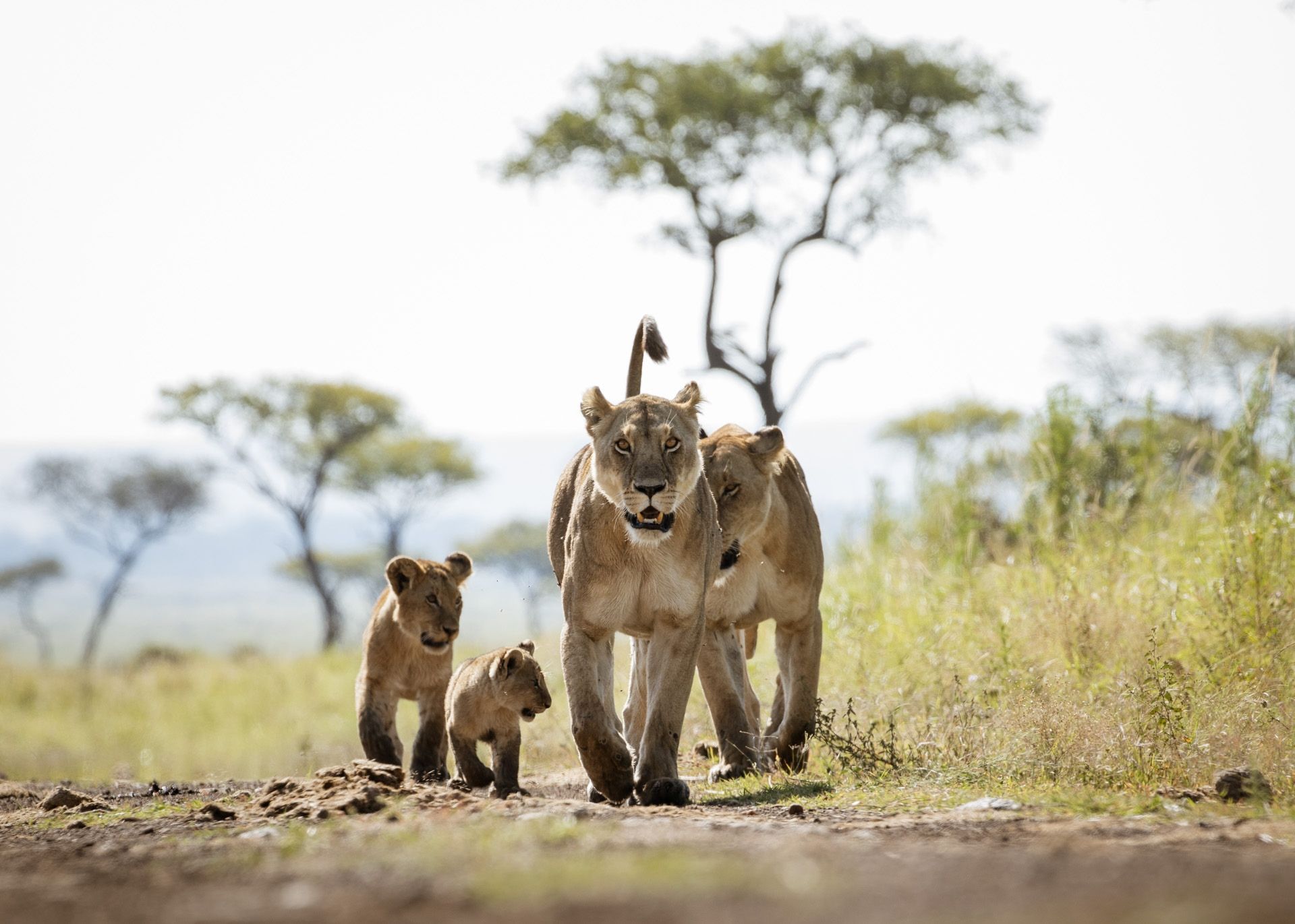 A lion family prowling in the Angama mara.