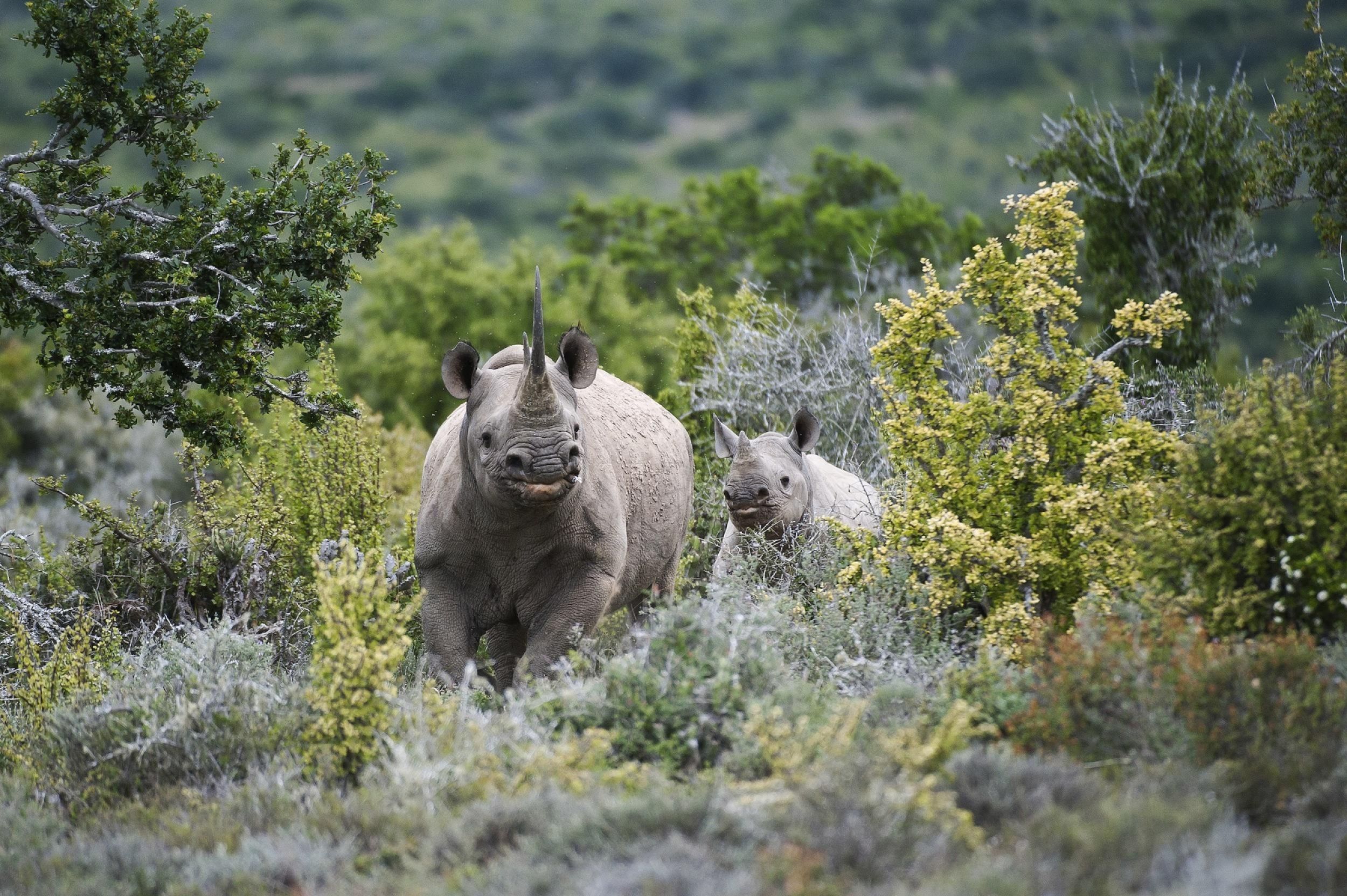 Black rhino and her calf in Kwandwe
