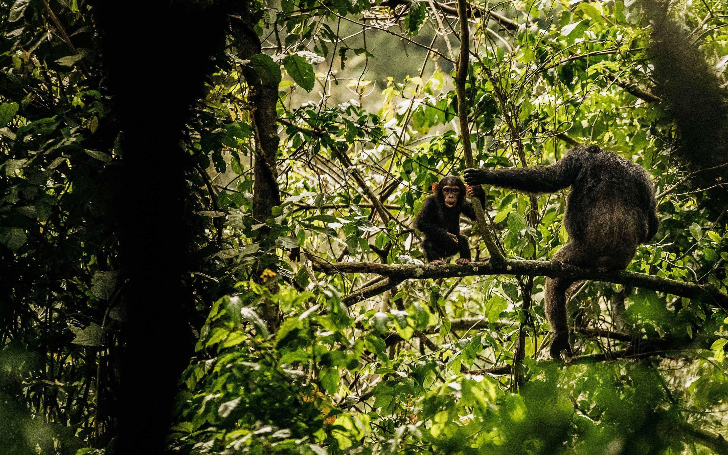 Niarra Travel | Chimpanzee Trekking: Get to Know Our Closest Living…