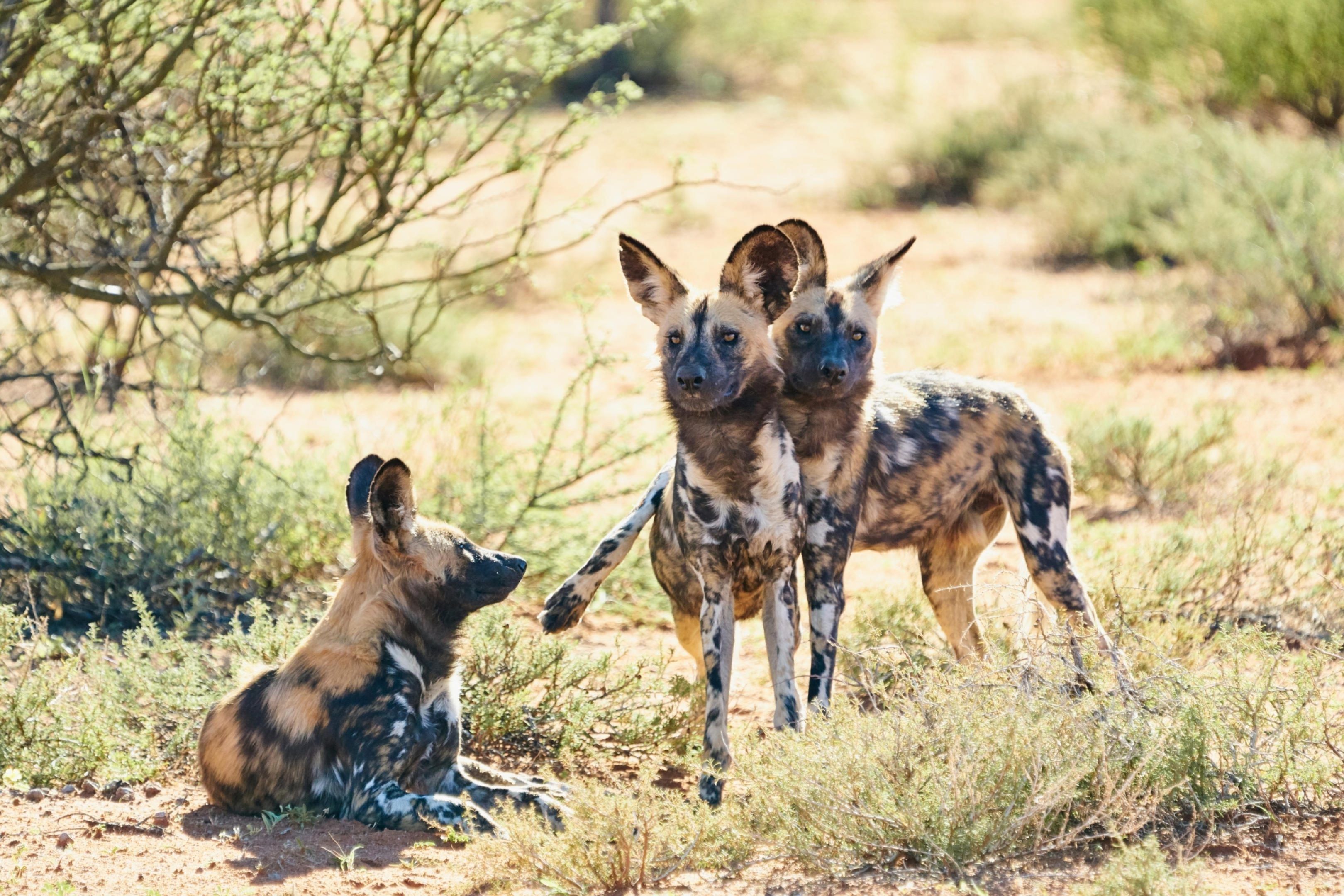 Wild dogs in the Tswalu Kalahari Reserve.