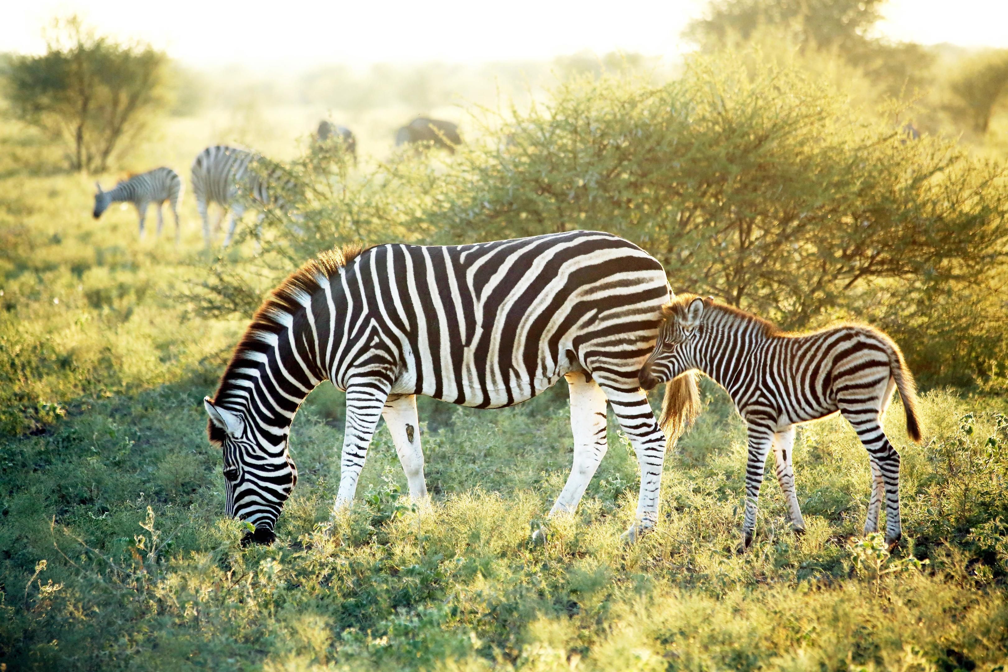 Herd of zebras grazing in the Madikwe hills.