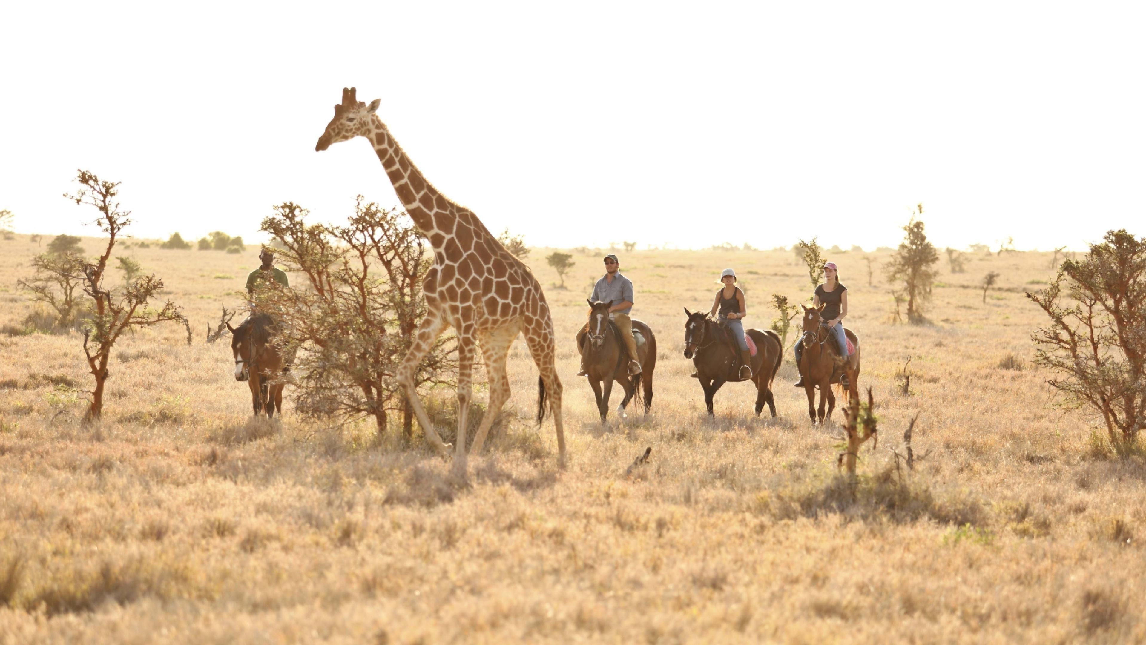 Giraffe surrounded by people on horses in the Lewa Wilderness in Laikpia.