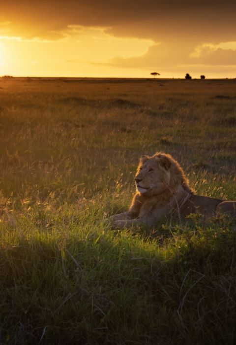 Niarra Travel Keith Ladzinski Lion Maasa Mara Kenya