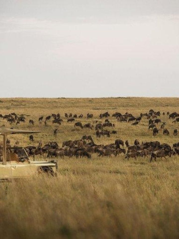 Niarra Travel  The Great Wildebeest Migration FAQ