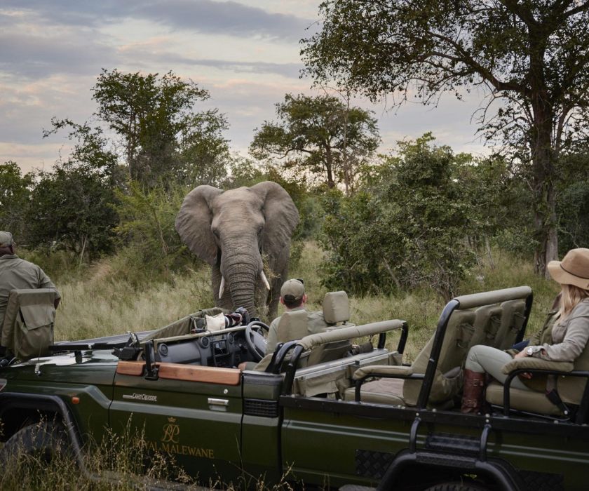 Royal Malewane Game Drive