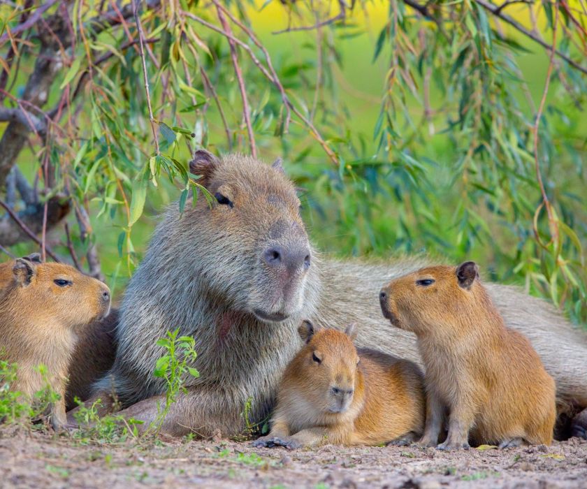 Ibera Wetlands Puerto Valle Argentina Capybara