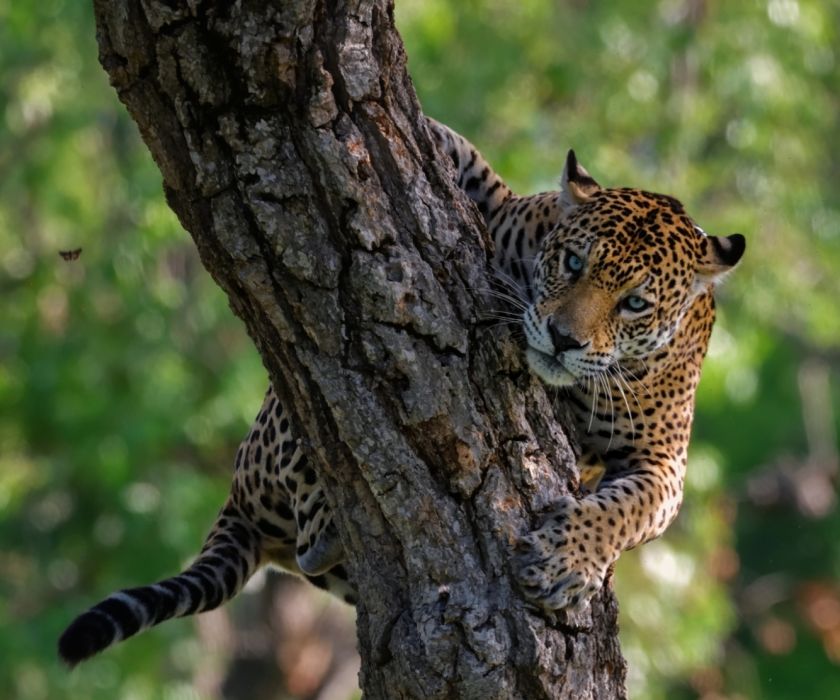 Keith Ladzinski Niarra Travel Pantanal-Caiman-Ecological-Refuge-Brazil-Jaguar