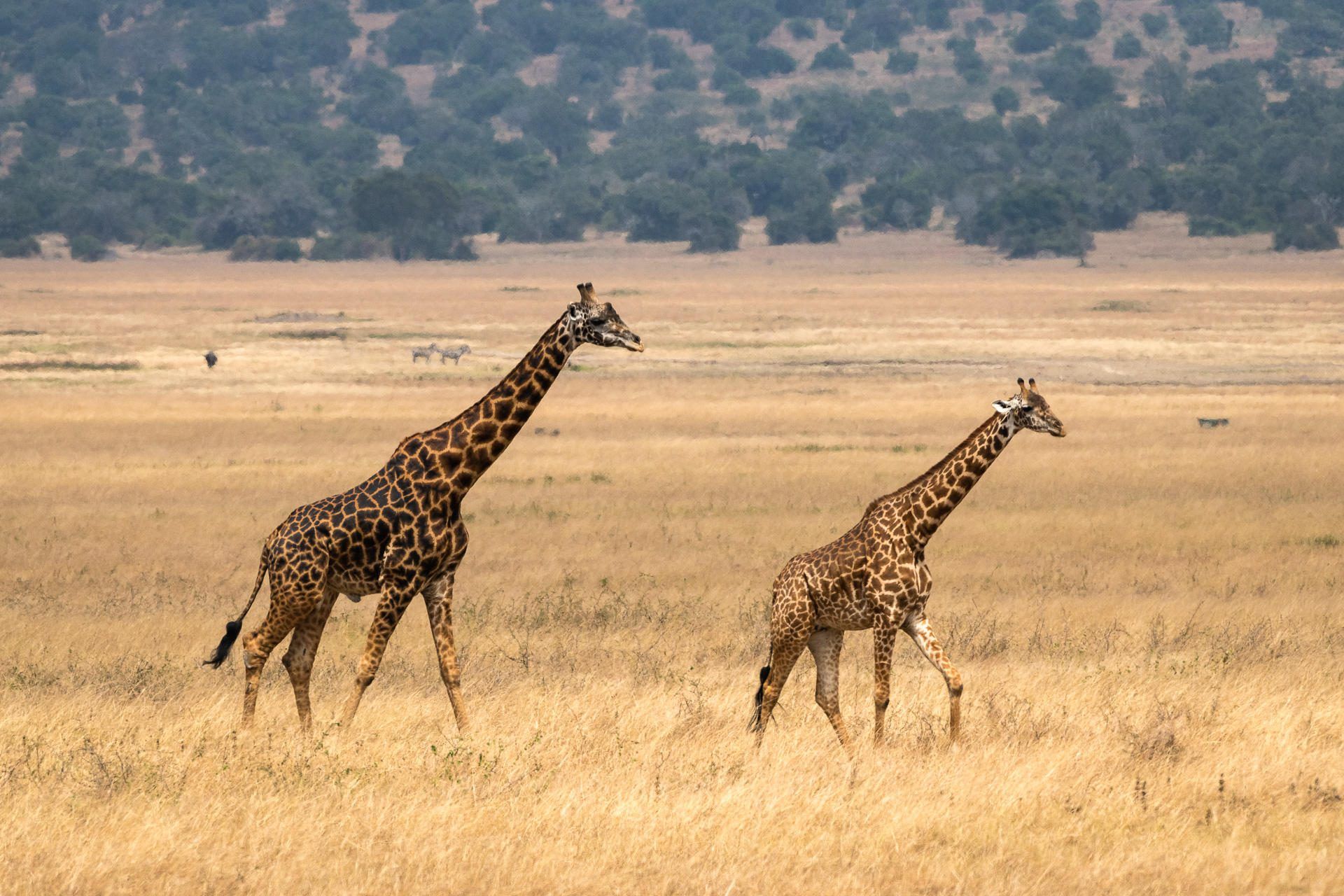 Giraffes in Akagera National Park