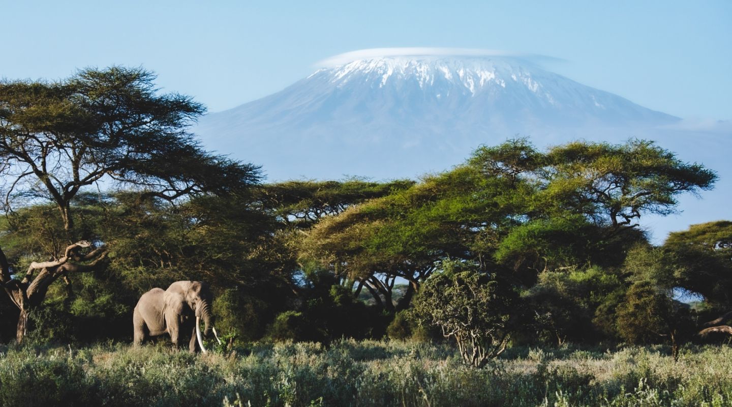 Angama Amboseli photographed by Jeremy Goss Super Tusker Elephant