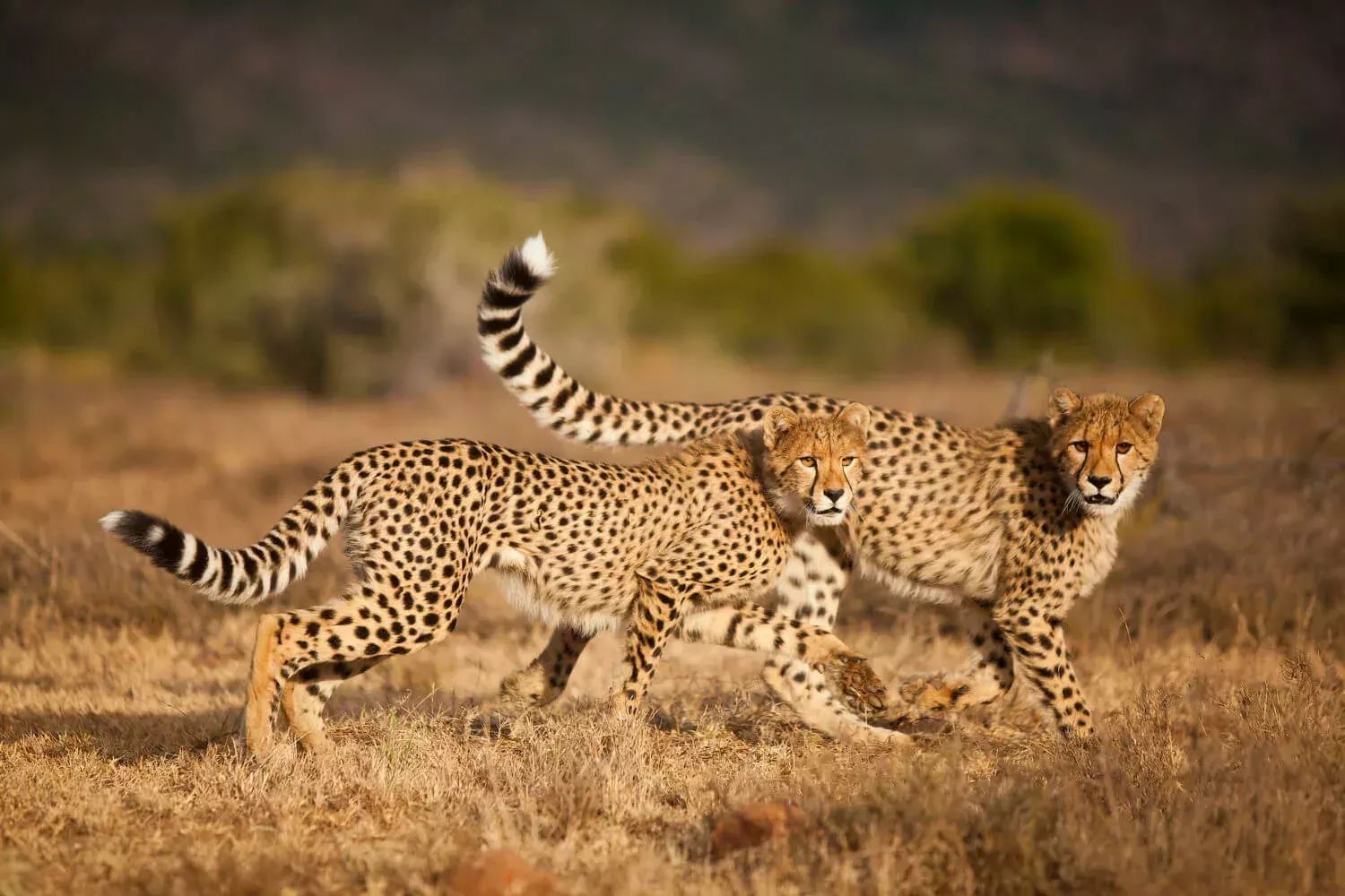 Cheetah spotted in the Samara Karoo Reserve in South Africa