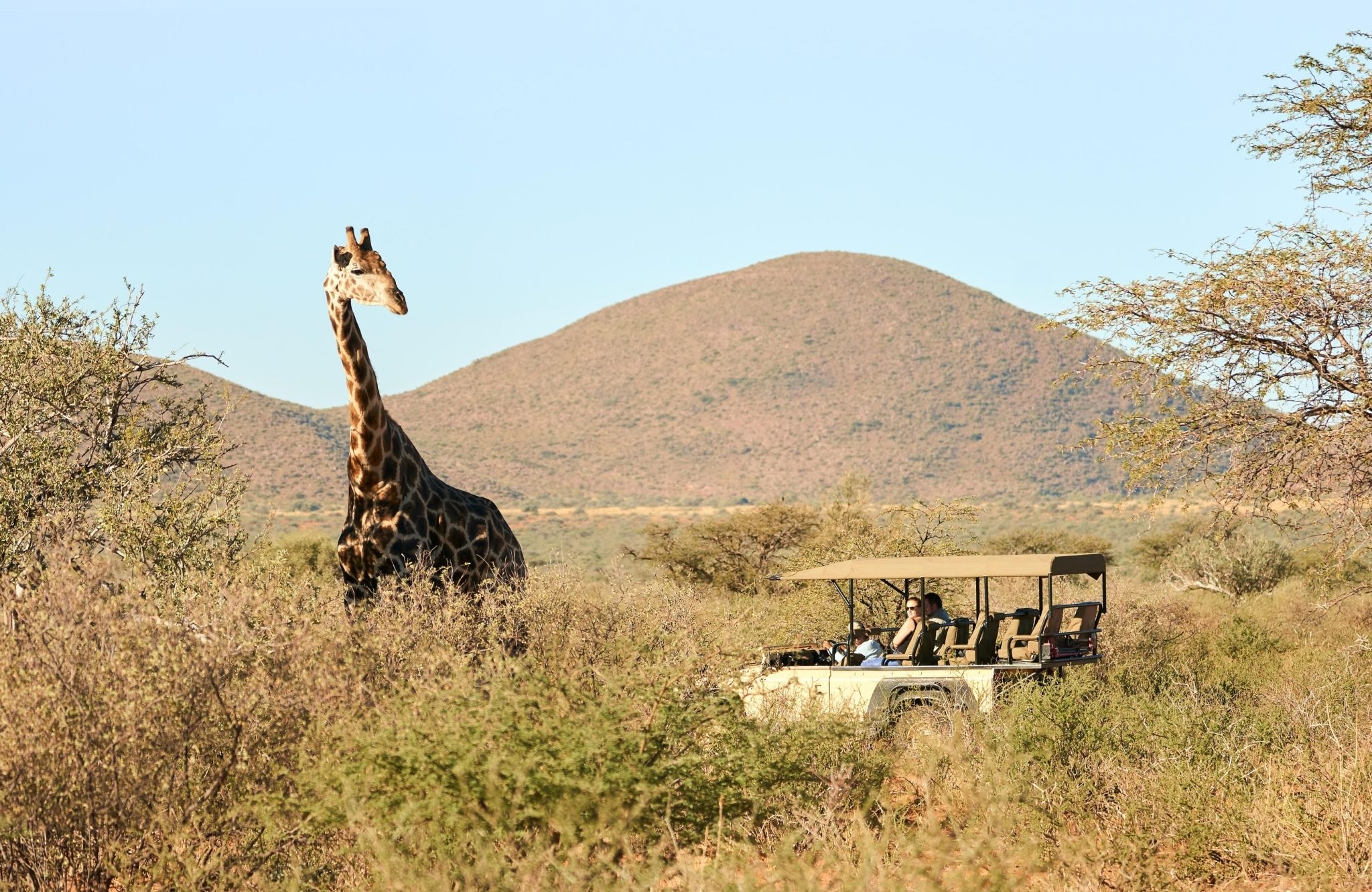 A giraffe peering at a safari jeep.