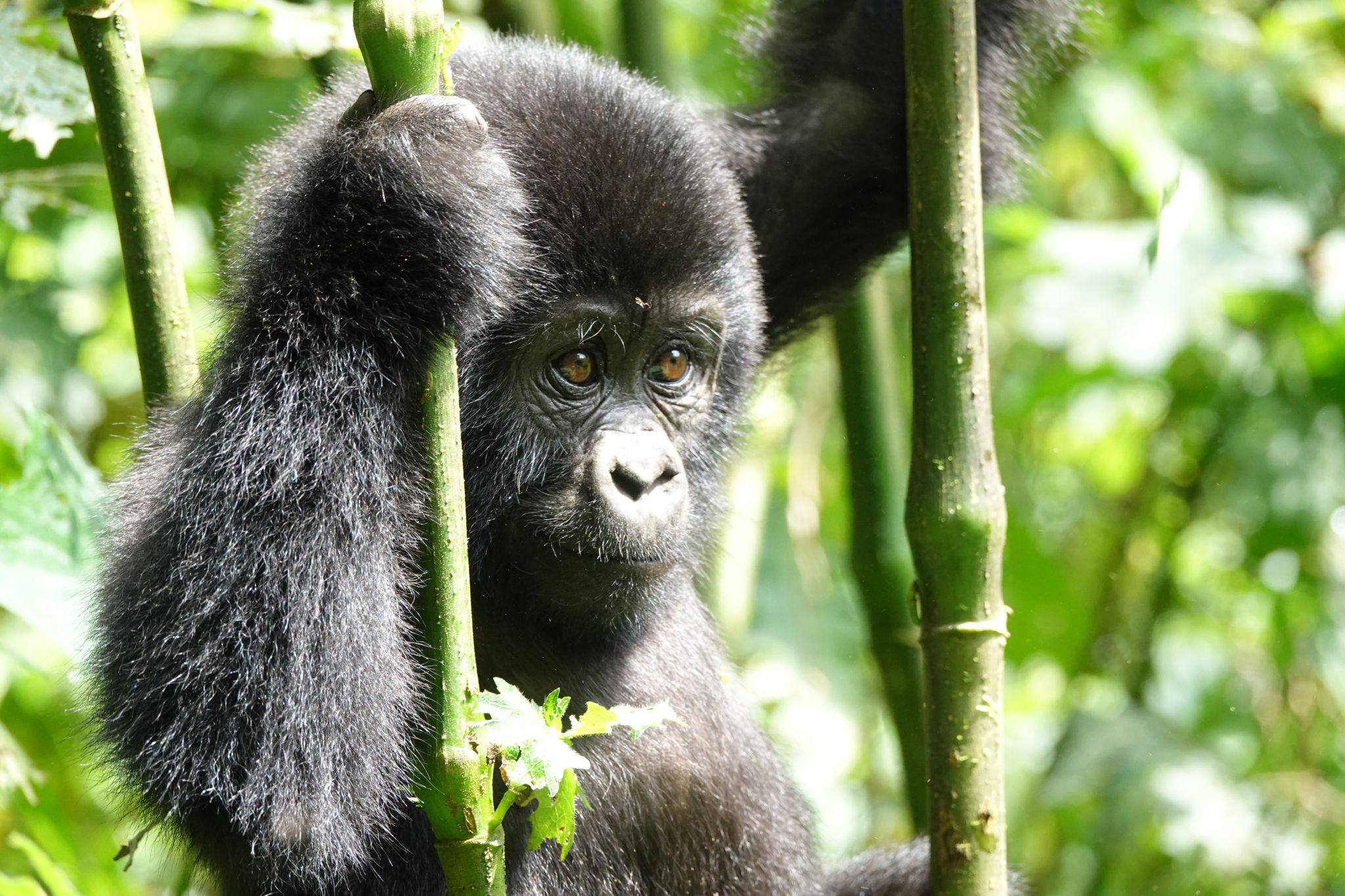 Young Gorilla2 Uganda