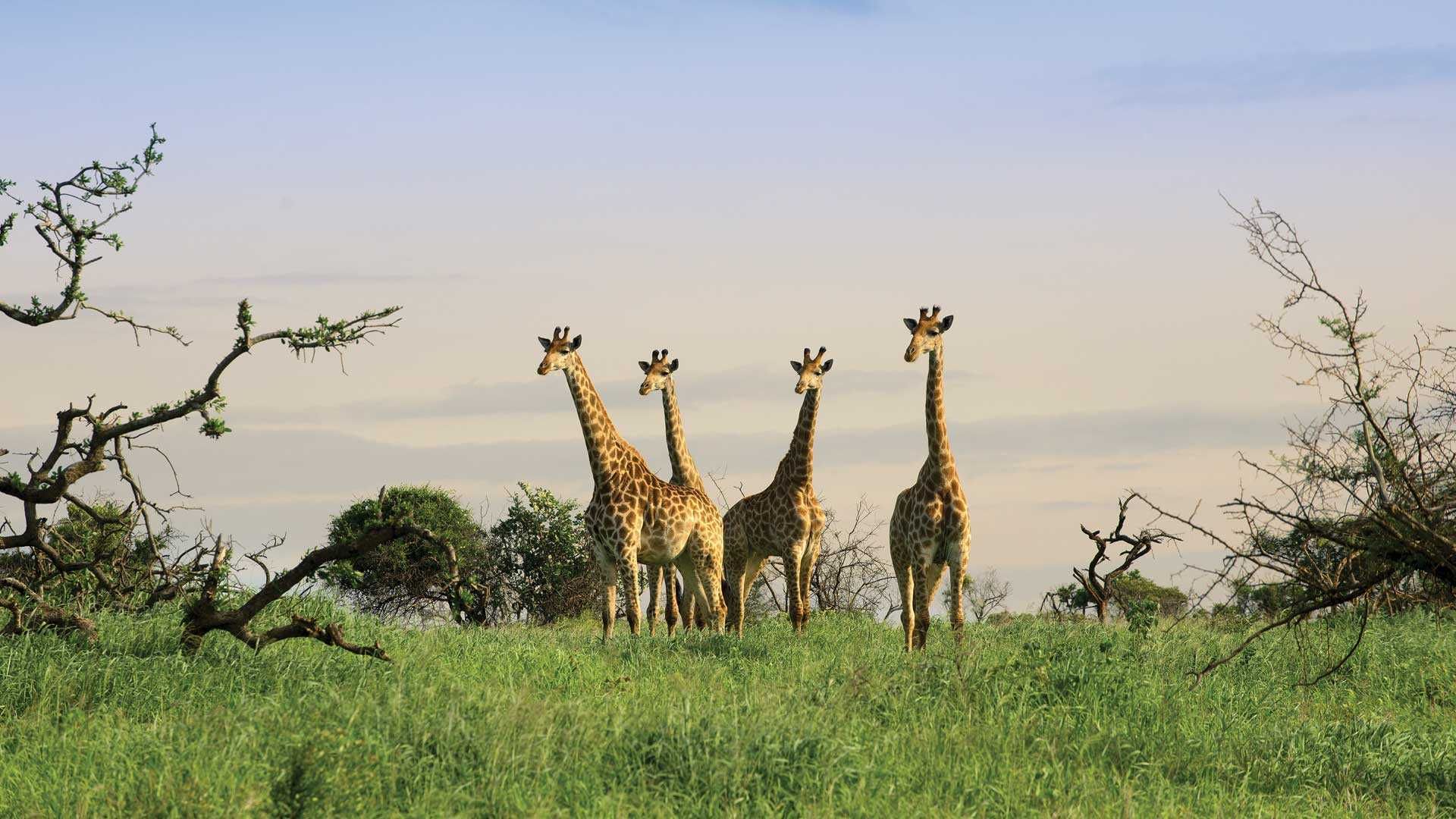 Journey of giraffe at phinda reserve in south africa