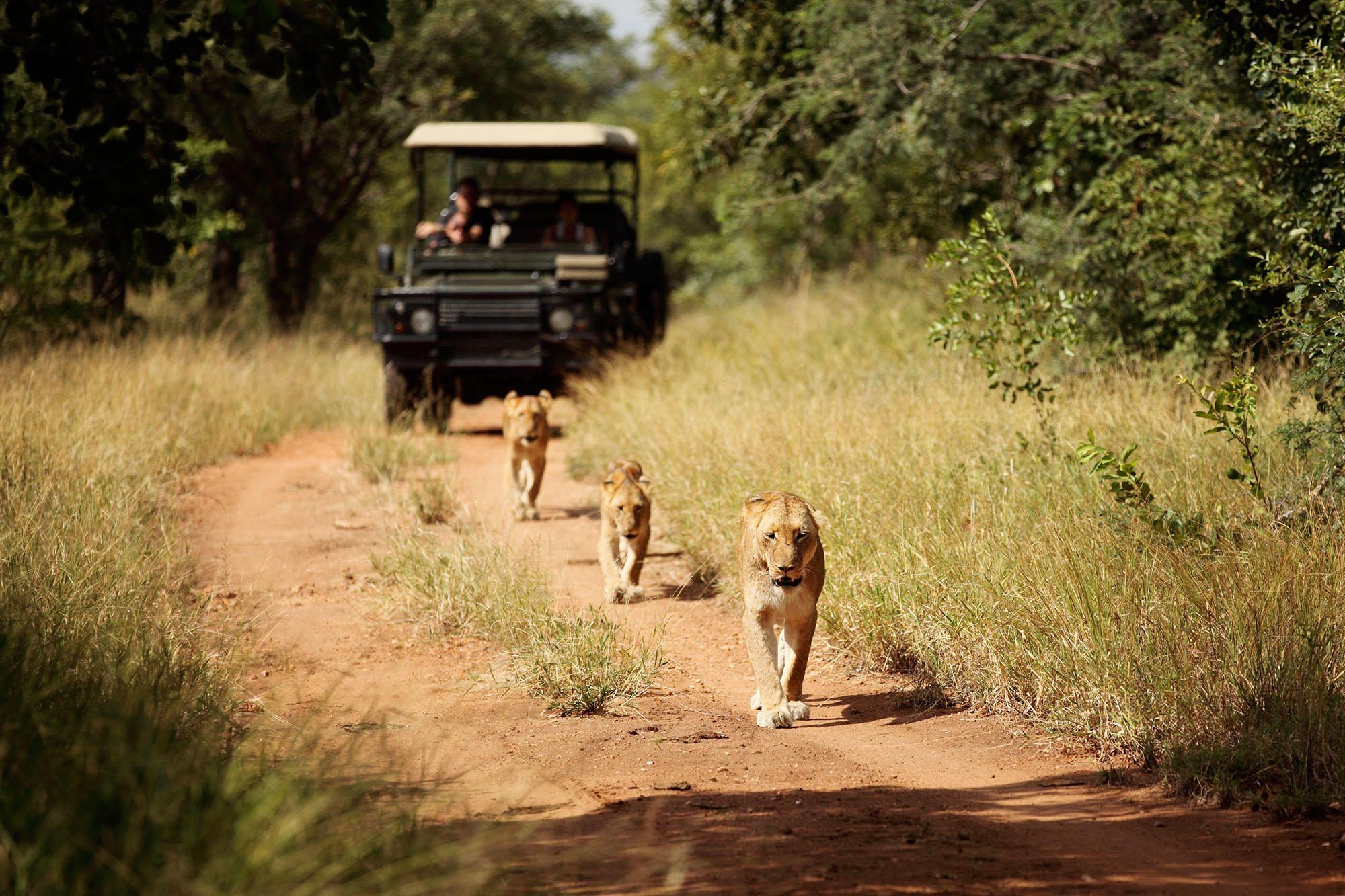 Two big cats walking in front of a game drive