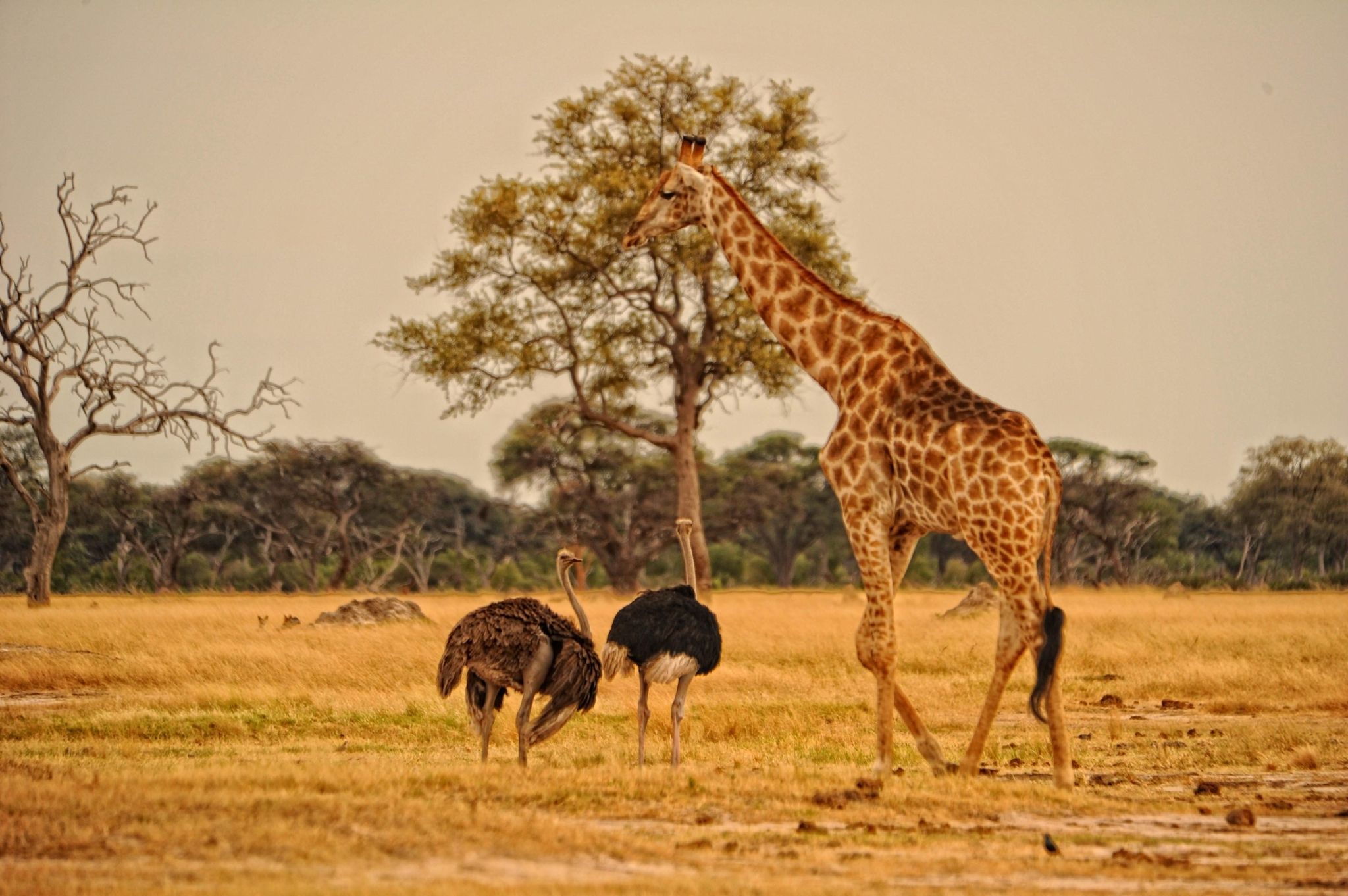 African safari scene with diverse wildlife in Hwange National Park