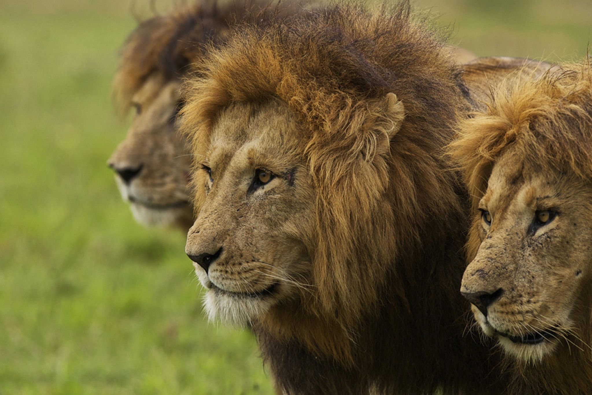 Three majestic male lions resting, highlighted in African big cats safaris