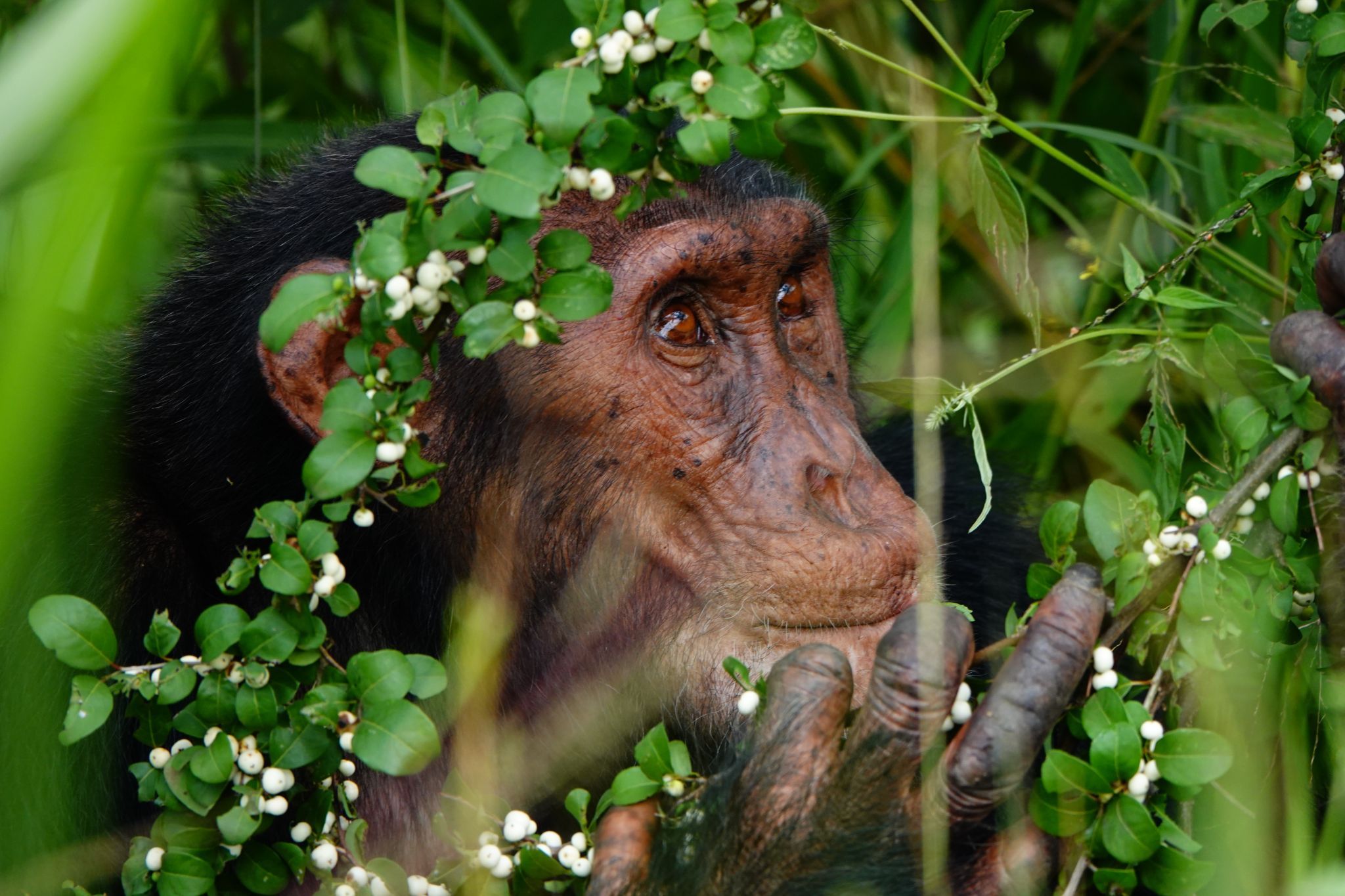 Chimpanzee gazing from a tree, a highlight of chimpanzee trekking