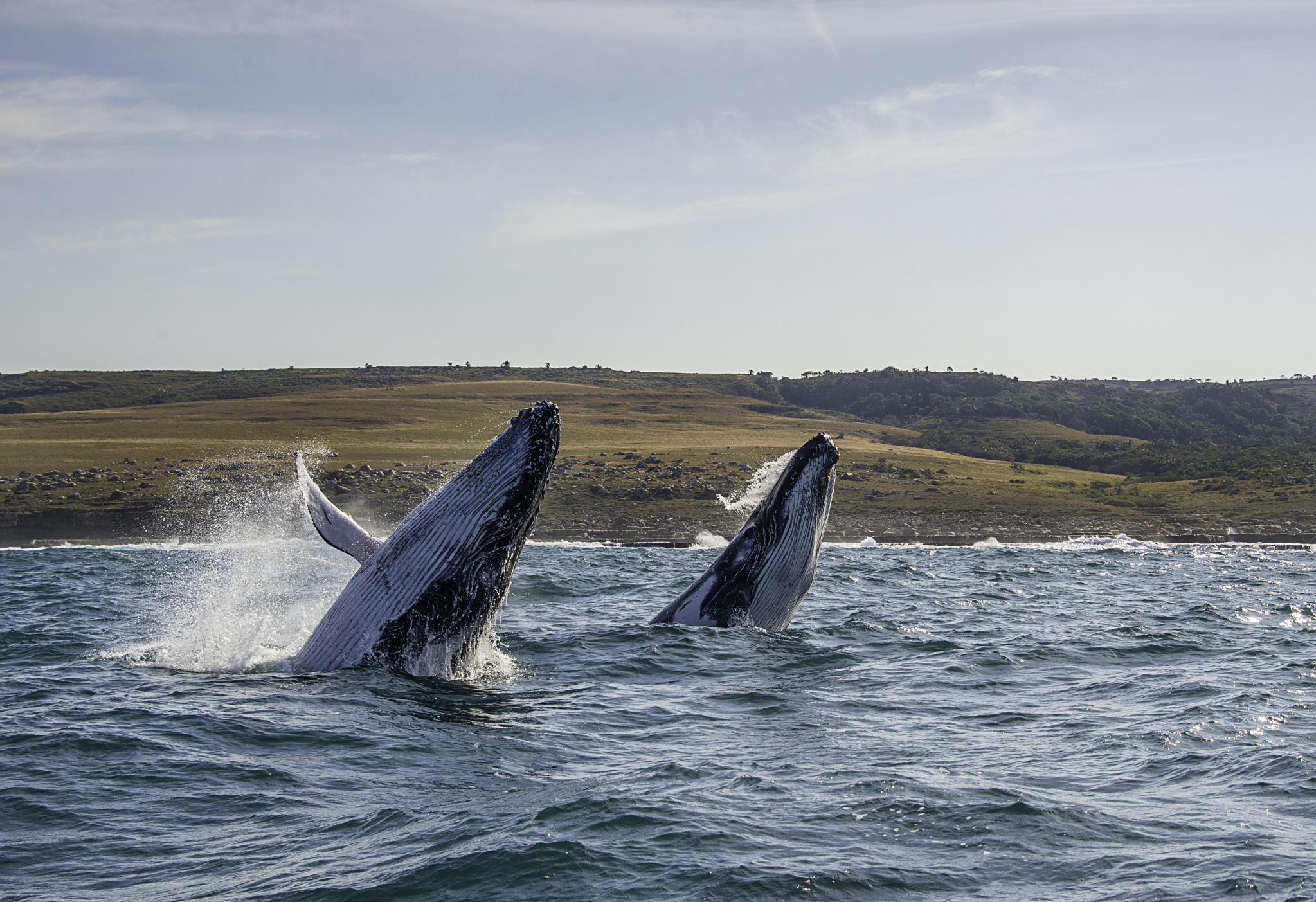 Whales Off the Coastline in South Africa