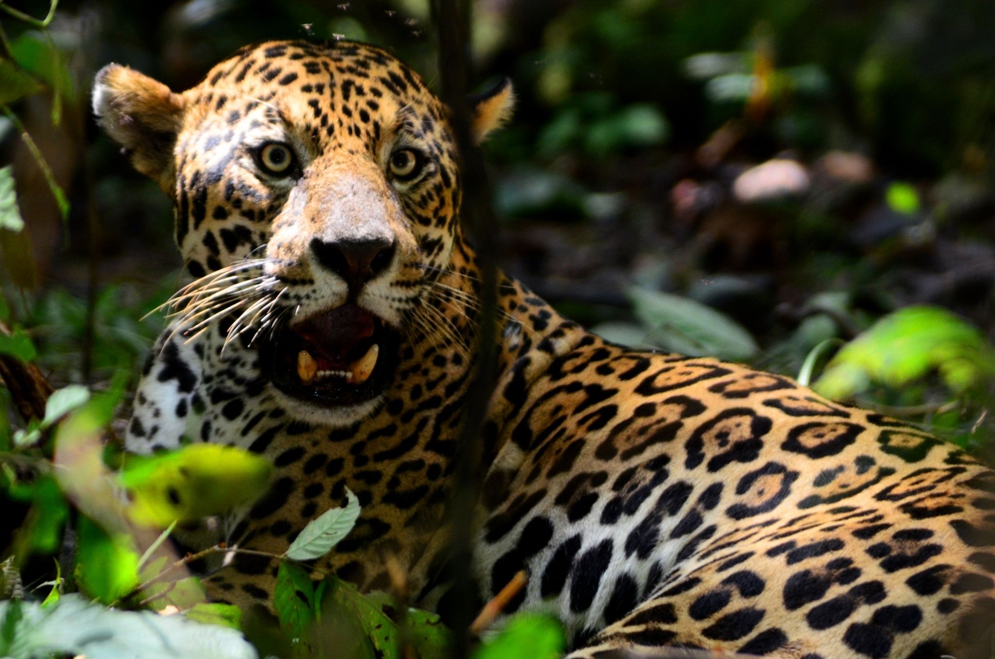 Amazon Uakari Lodge Brazil