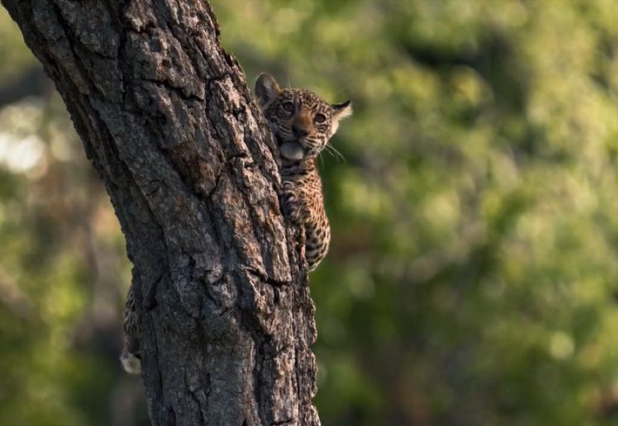 In search of jaguars in the Pantanal