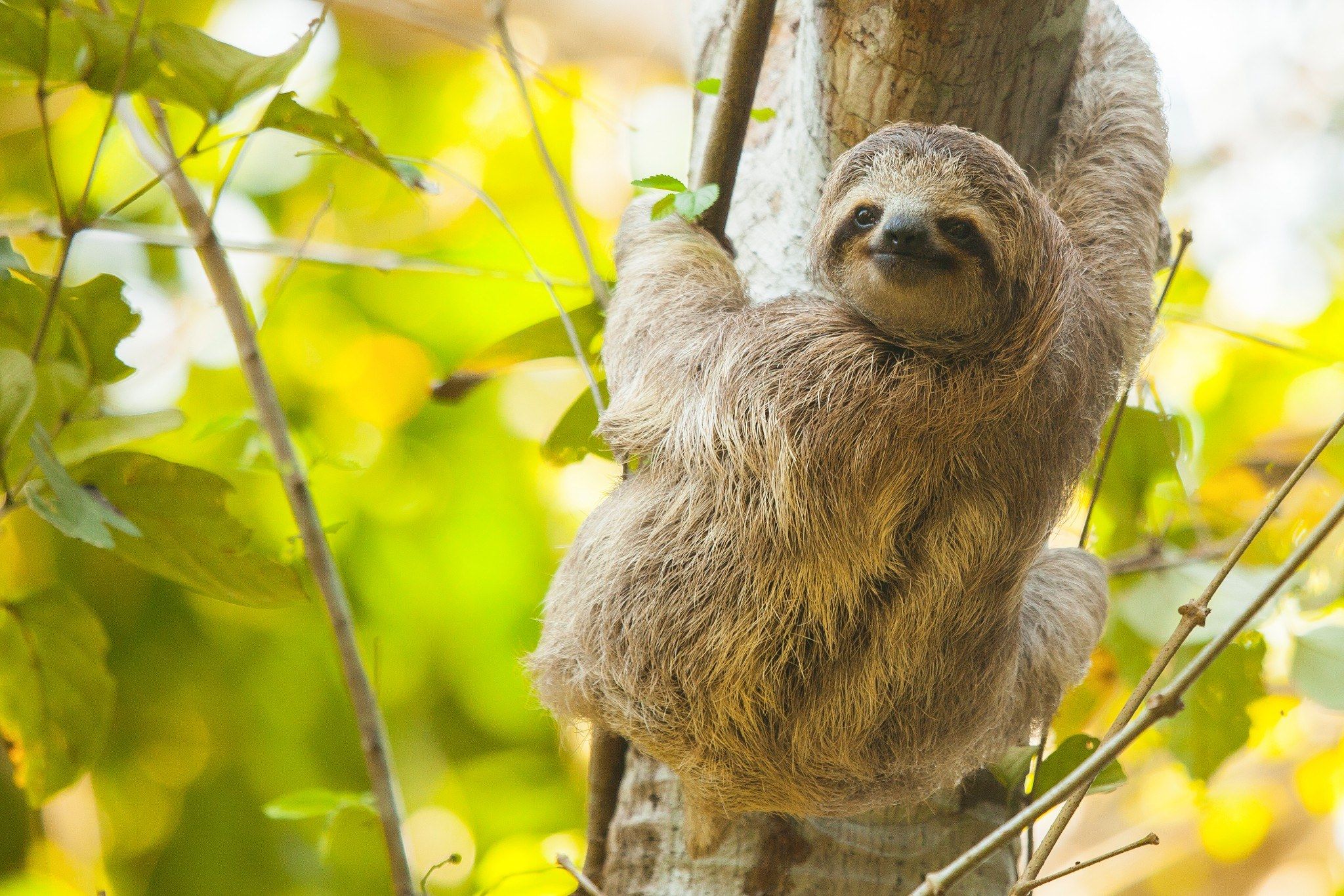 A sloth in the trees in Lapa Rios, Costa Rica