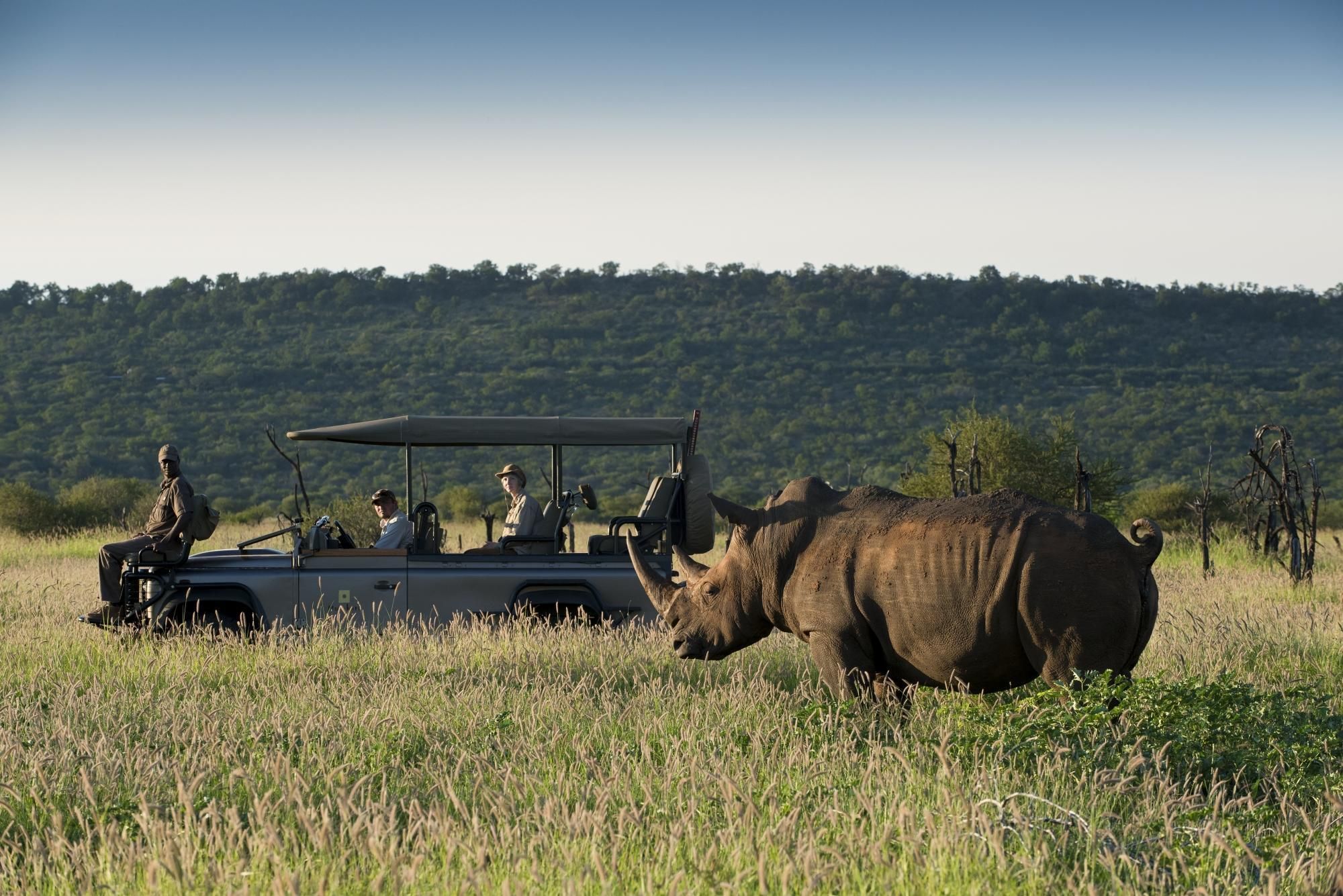 Rhino seen on a game drive, displaying animal conservation in South Africa