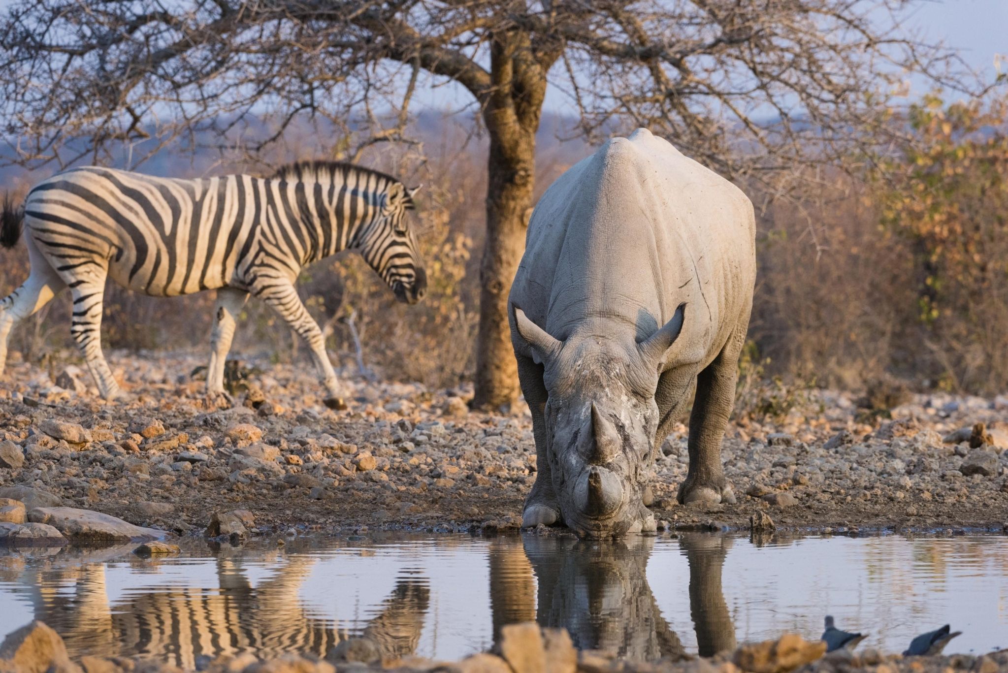 Rhino in Etosha National Park