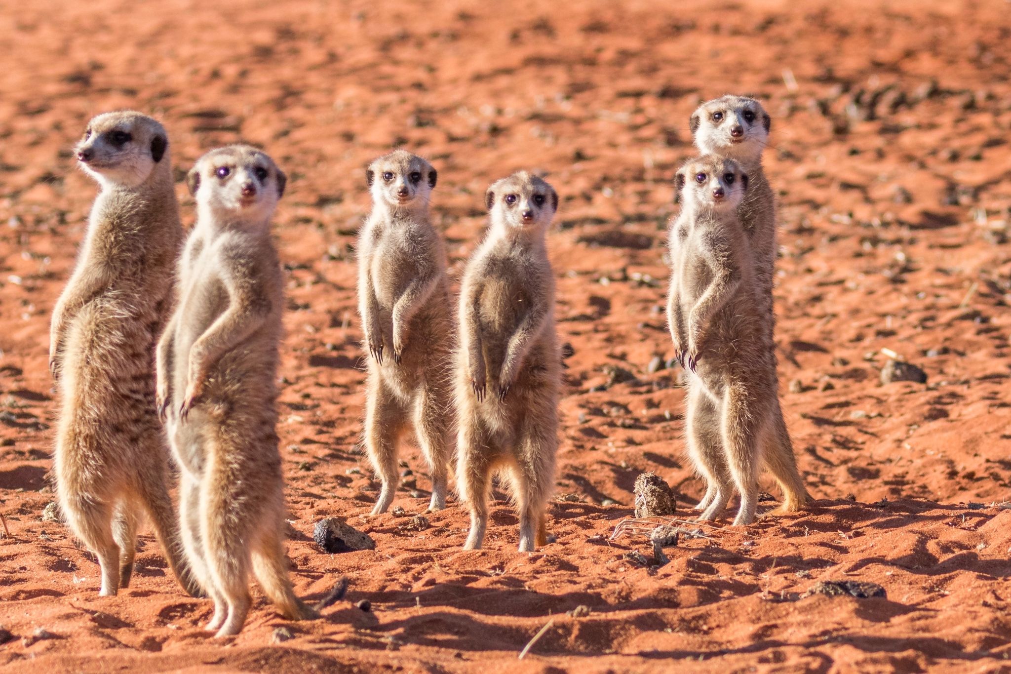 Meerkats in the Kalahari Desert