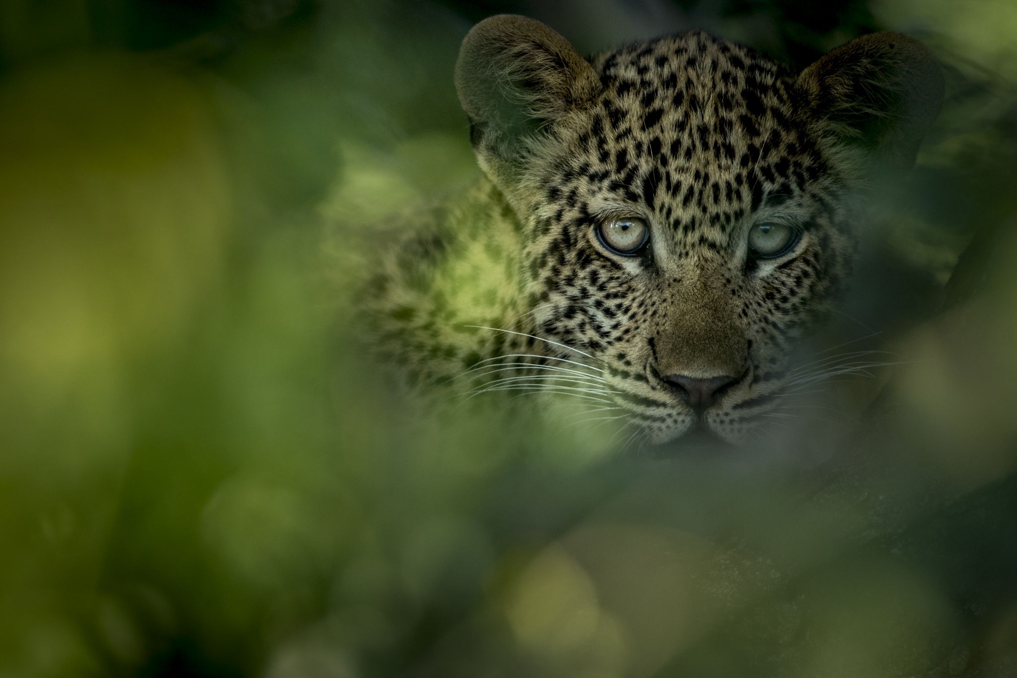 Kruger National Park animals: A jaguar peers from behind bush foliage