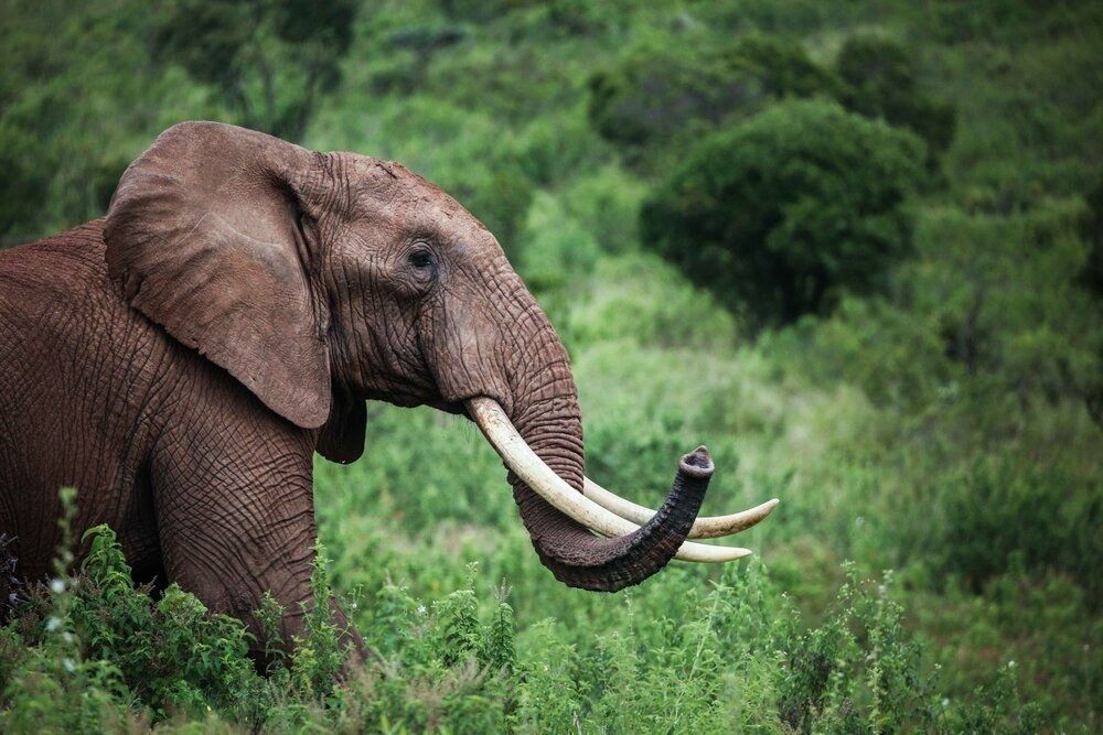 An elephant in Laikipia, Kenya