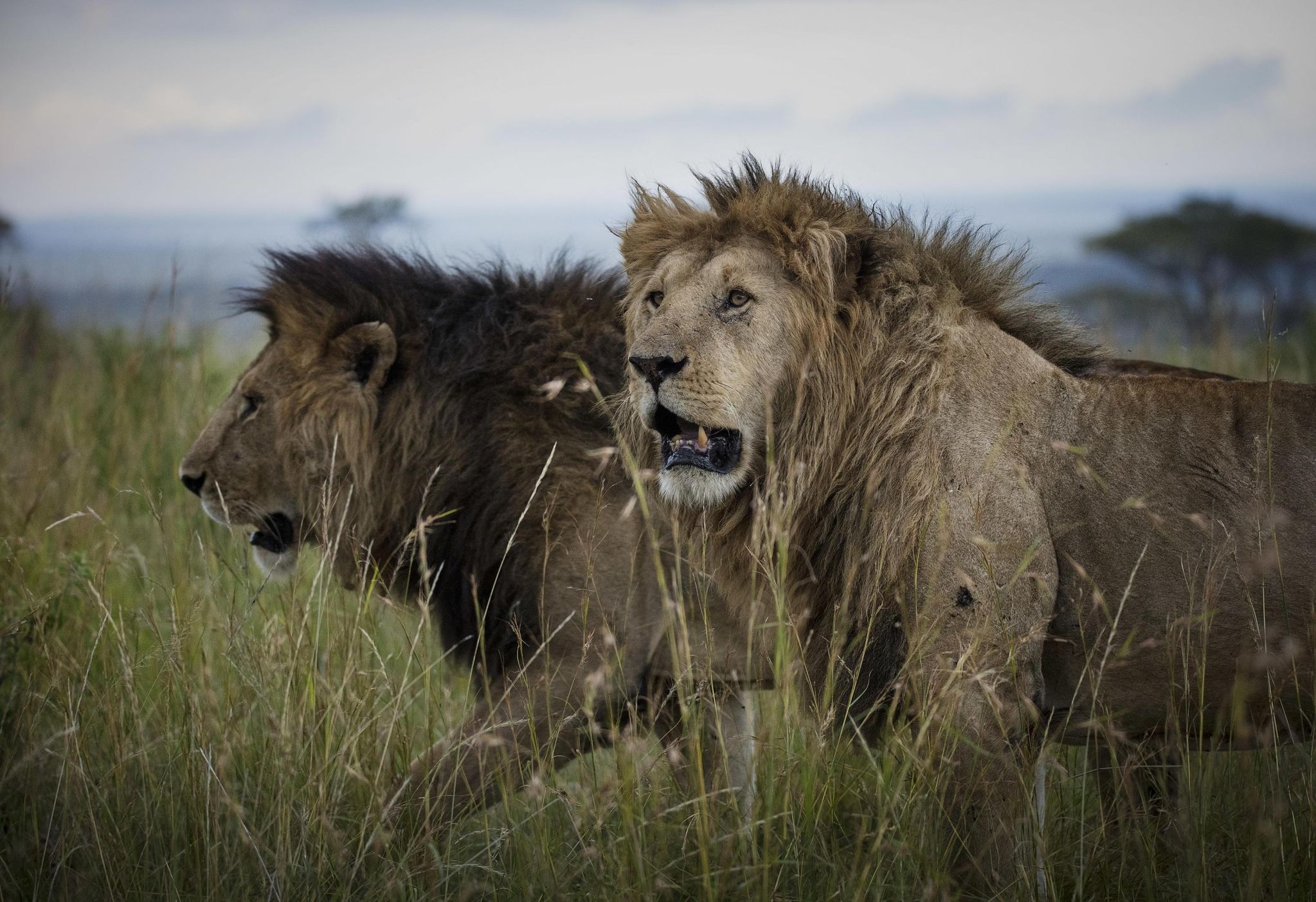 A Pride of Lions Roaming the Maasai Mara