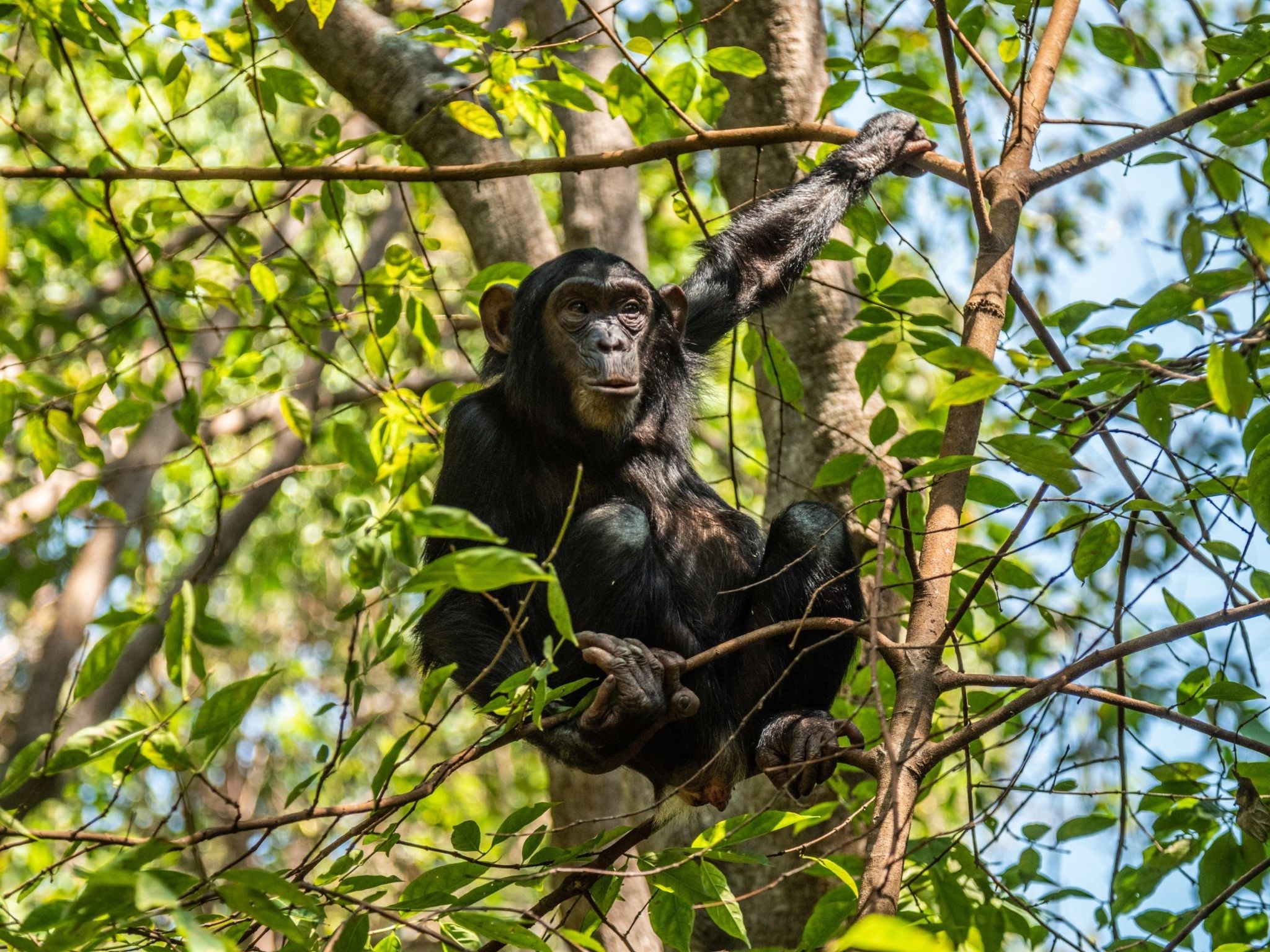 A chimpanzee climbing a tree in Mahale Mountains National Park