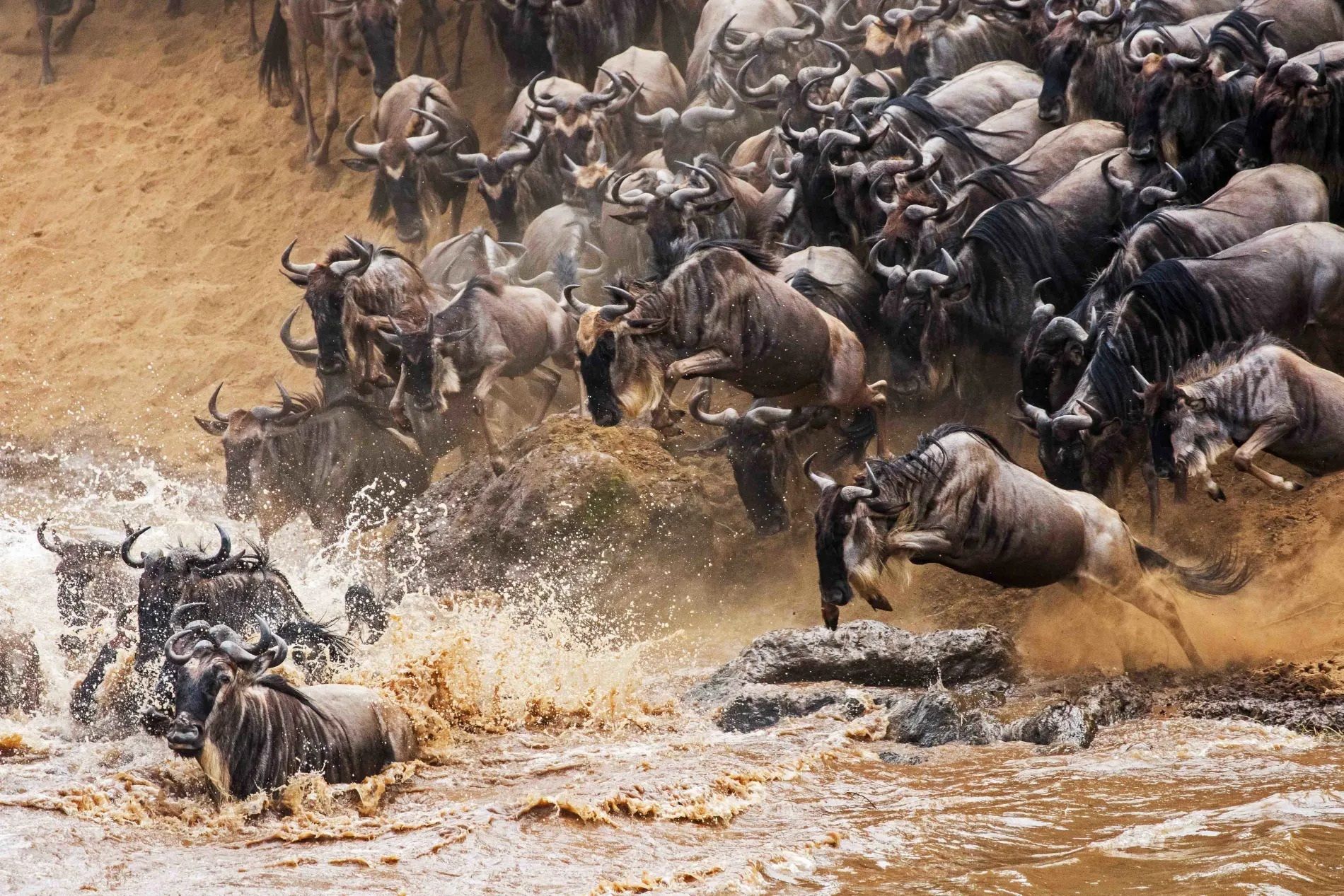 Angama mara wildebeest migration.