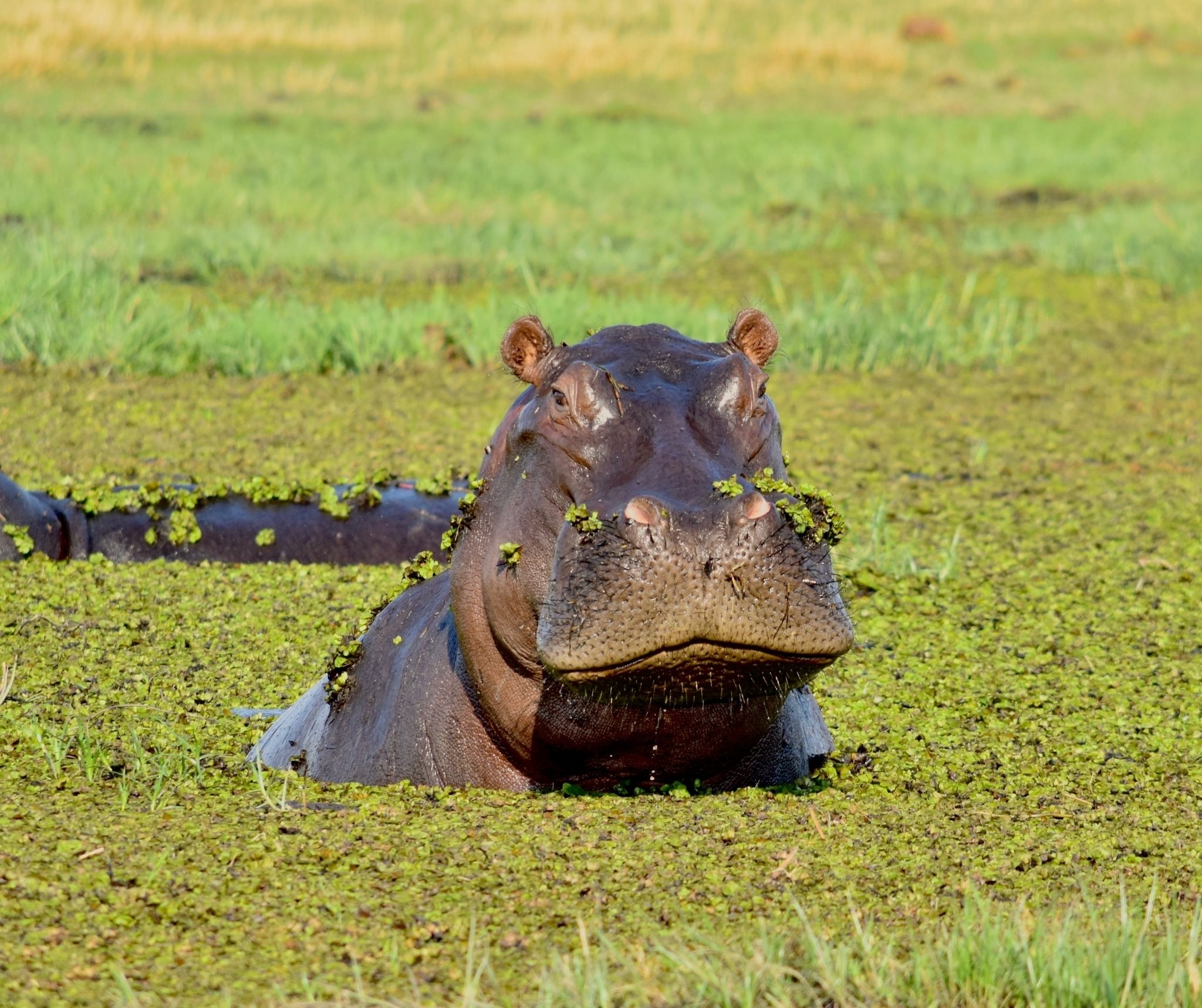 Hippo submerged in water and surrounded by water plants