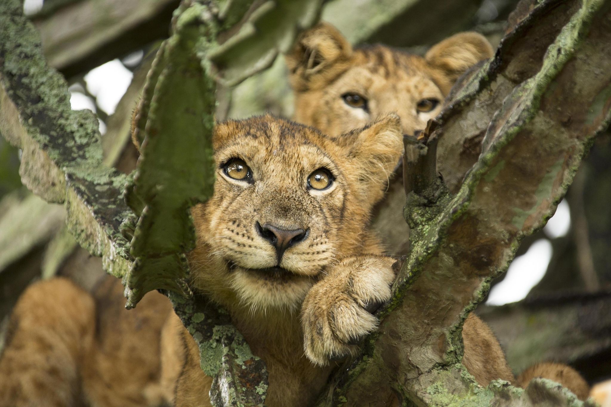 Lions in Queen Elizabeth National Park Uganda