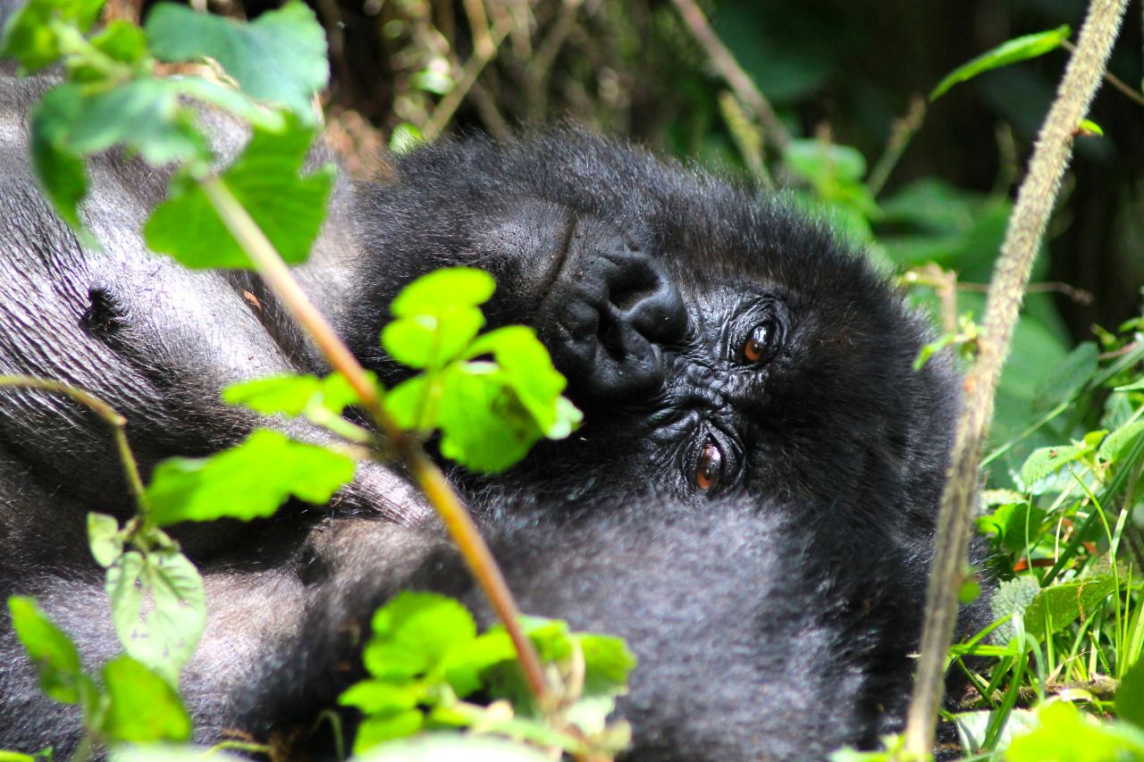 Gorillas in the forest in Rwanda