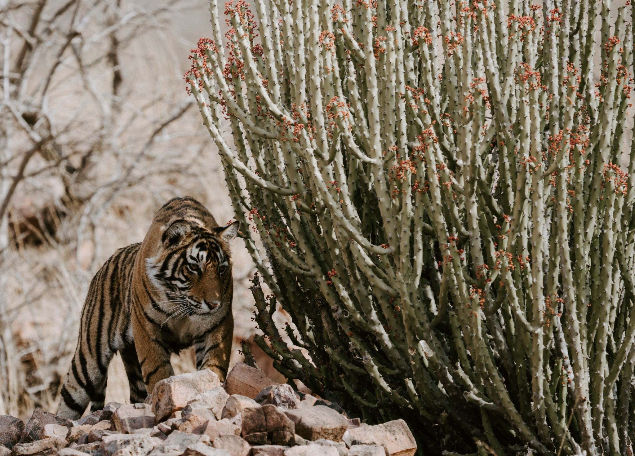 tiger seen in Ranthambore