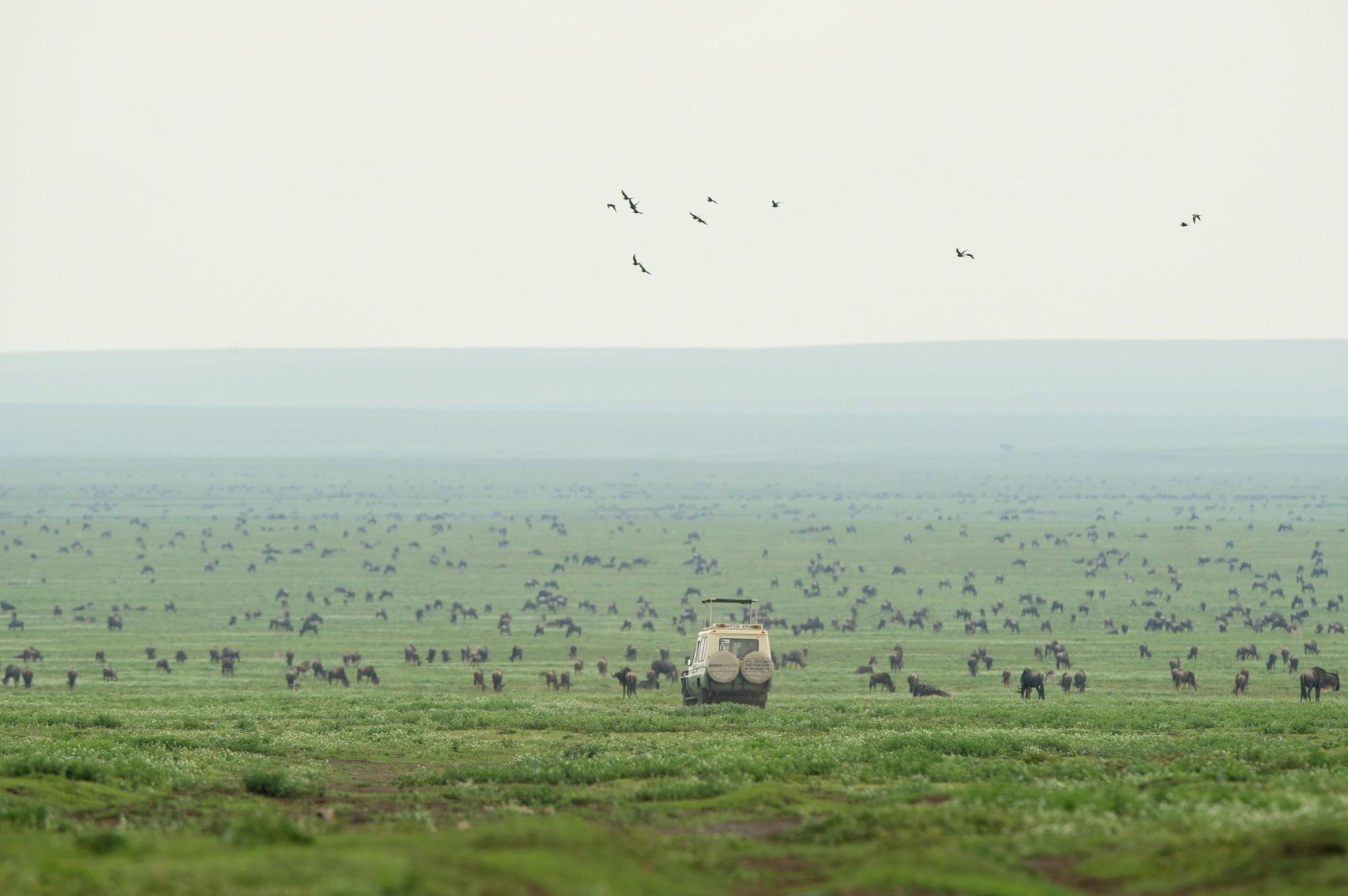 Grazing Wildebeest in Serengeti National Park