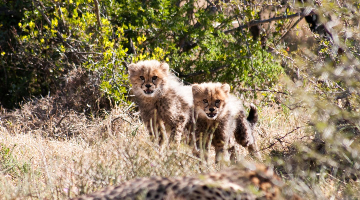Two cheetah cubs samara karoo south africa marus ochse