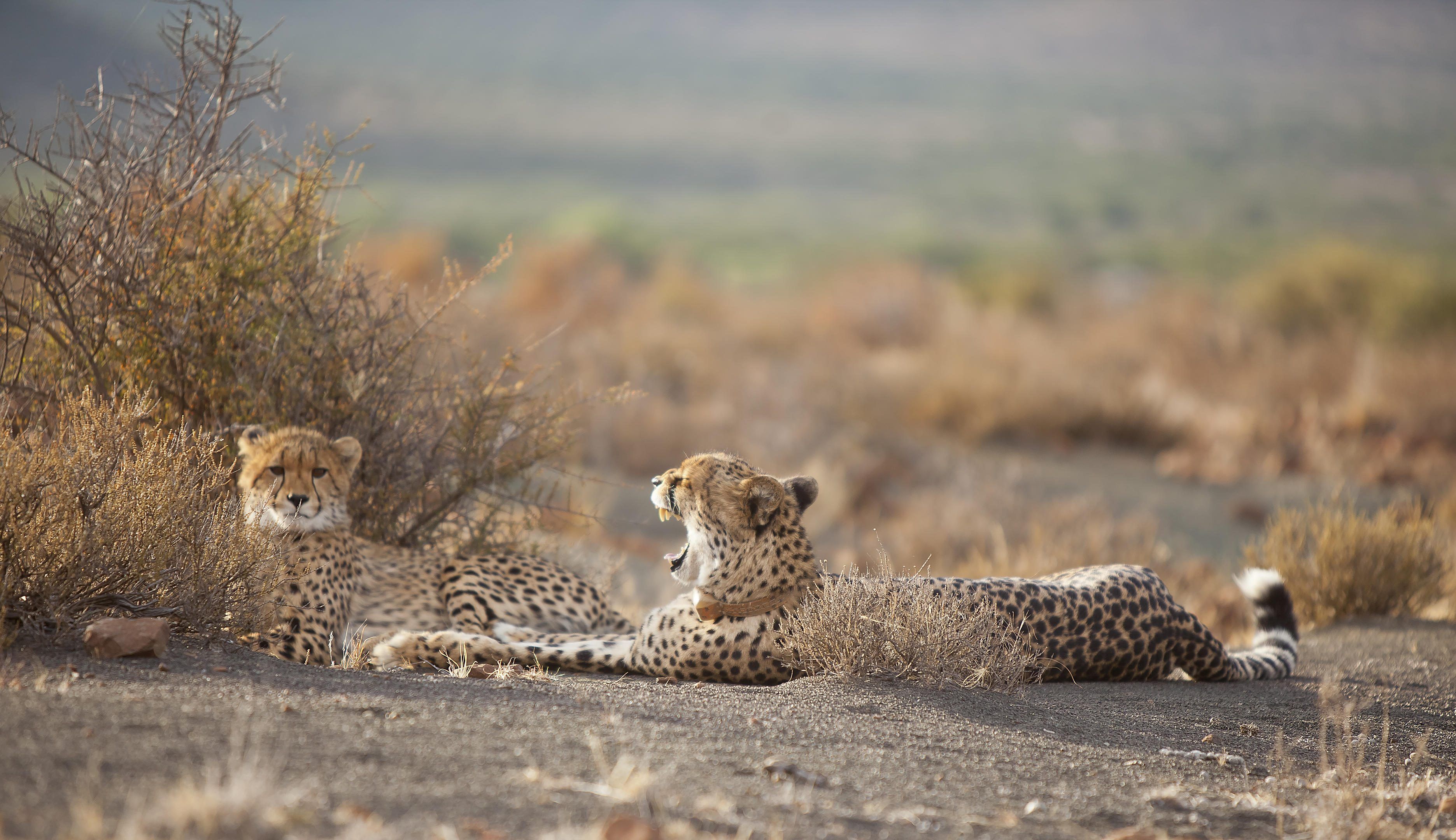 Sibella yawning cheetah cub samara karoo south africa