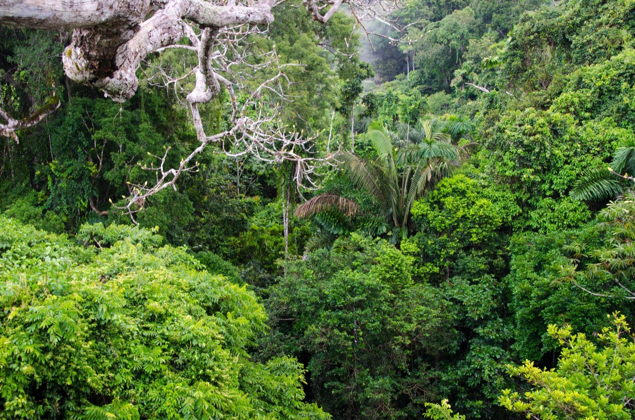 Overlooking the vast Amazon rainforest from a high canopy