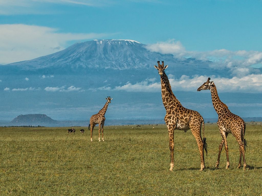 Giraffes spotted on a safari in front on Mount Kilimanjaro