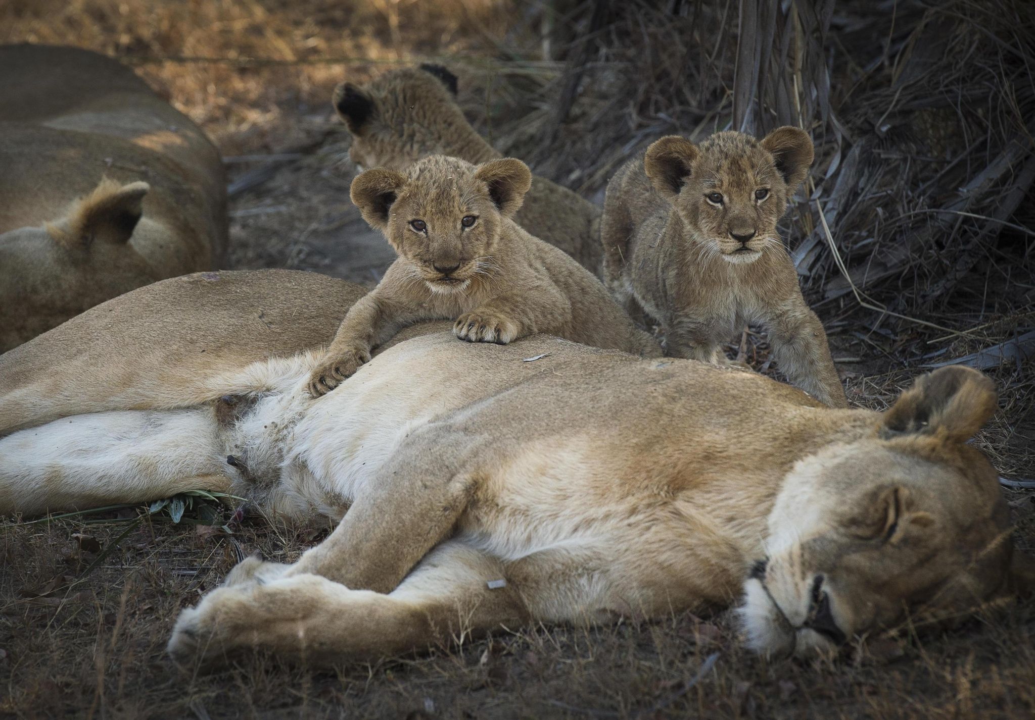 Lions lounging under shade in Katavi, a gem among national parks in Tanzania